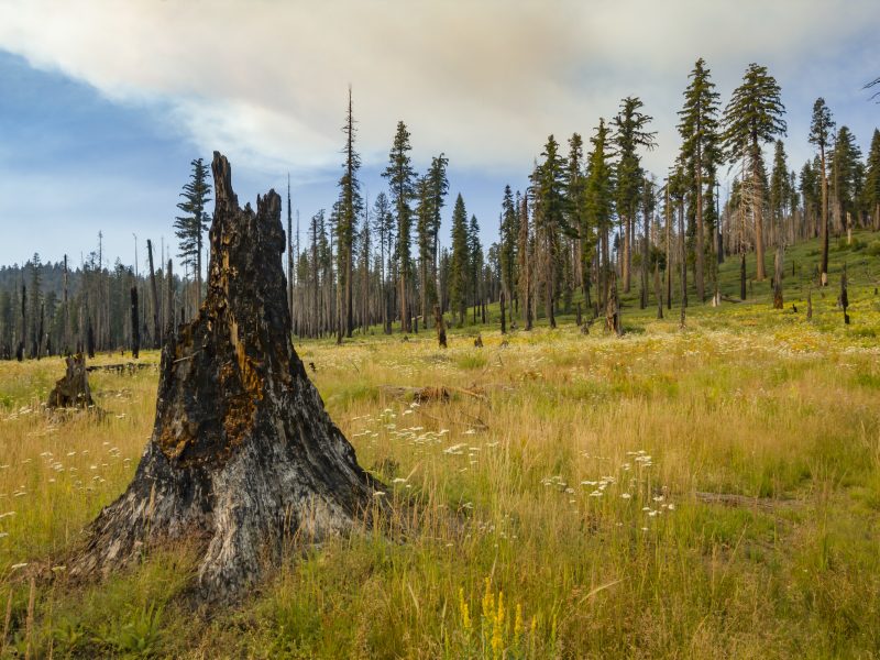 Fire is often seen as a destructive force. And it certainly can be, especially after decades of fire suppression across much of the western U.S. But slowly, with a better understanding of fire ecology and with the benefit of Indigenous knowledge, state and federal agencies are seeing the benefits that regular, low-intensity fires can provide entire ecosystems, like this one in Yosemite National Park. Photograph by Jen Guyton