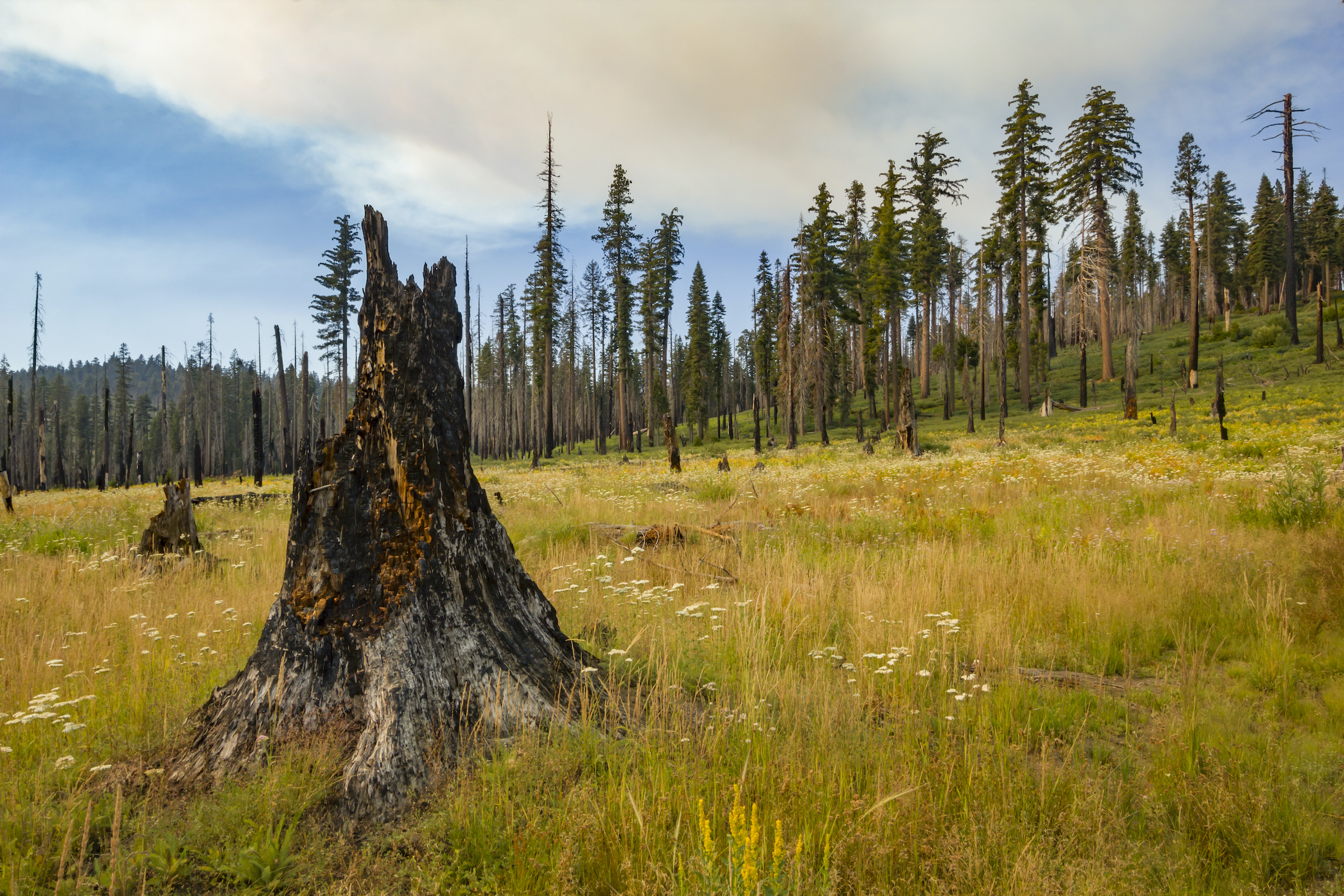 Fire is often seen as a destructive force. And it certainly can be, especially after decades of fire suppression across much of the western U.S. But slowly, with a better understanding of fire ecology and with the benefit of Indigenous knowledge, state and federal agencies are seeing the benefits that regular, low-intensity fires can provide entire ecosystems, like this one in Yosemite National Park. Photograph by Jen Guyton
