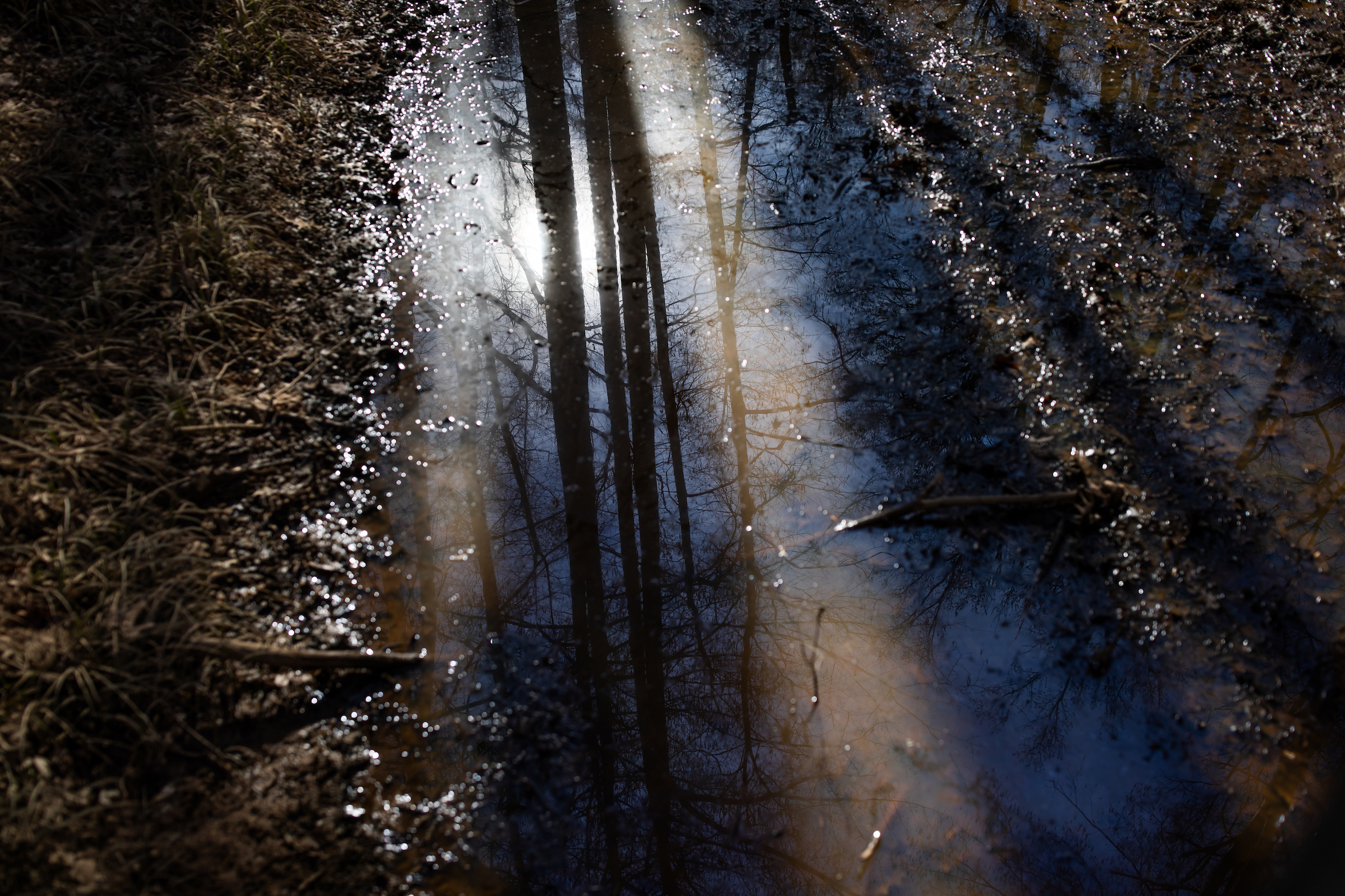 Trees grow amidst puddles along the banks of the Cape Fear River near Elizabethtown, North Carolina.