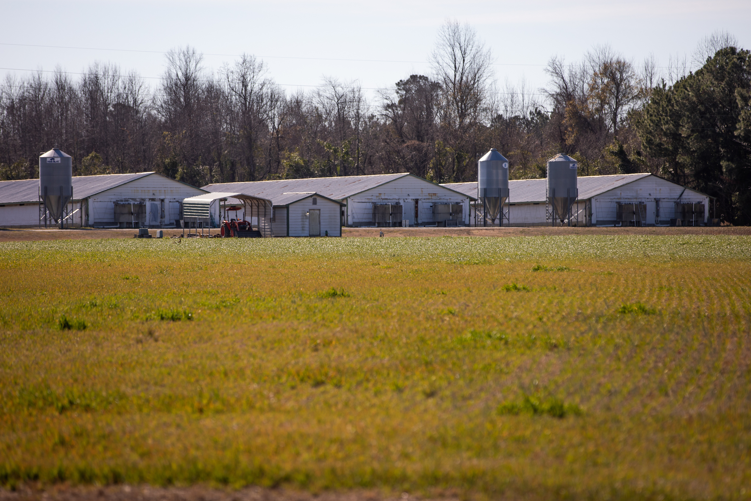 Hog farms like this one in Council, North Carolina can house thousands of animals at a time.