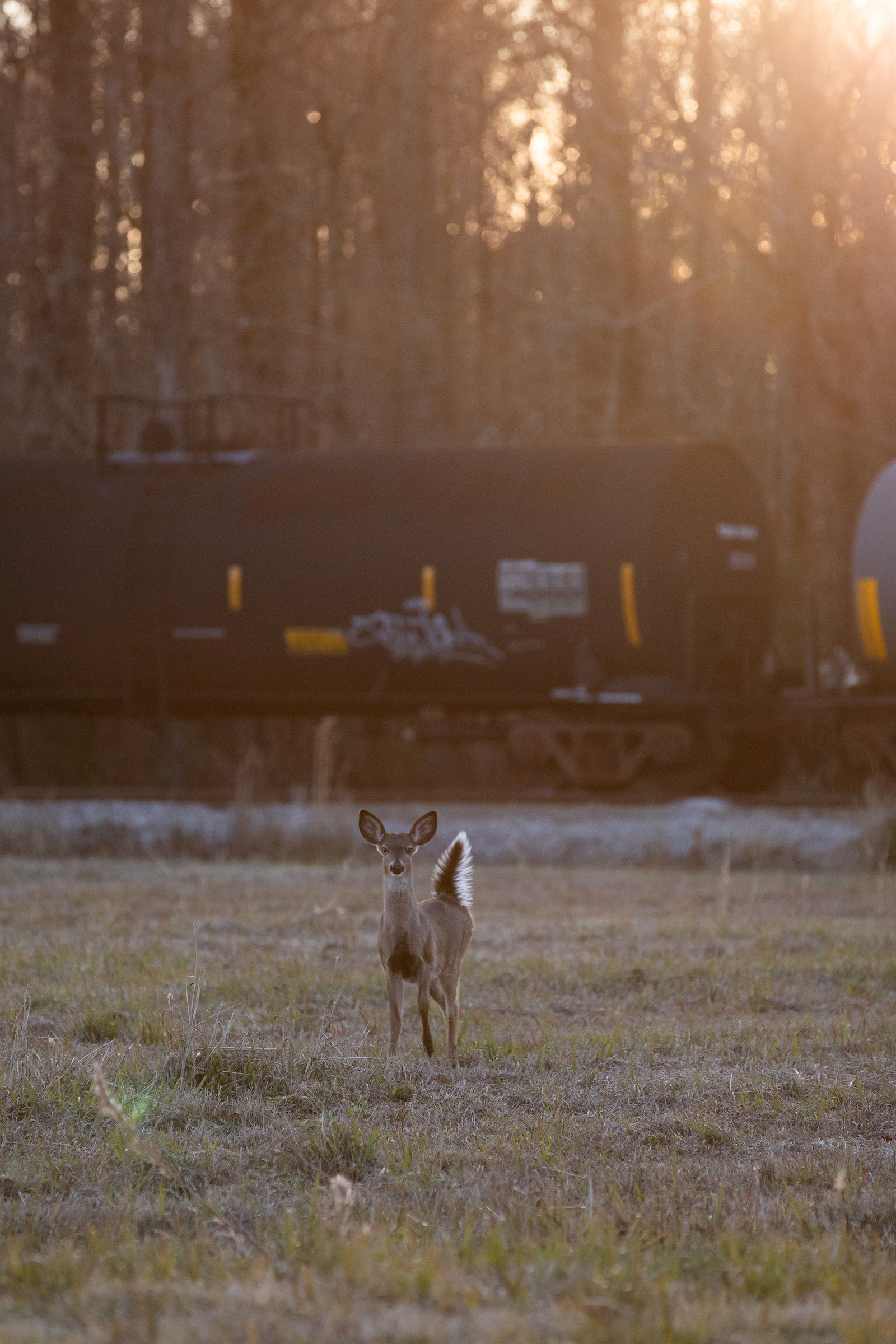 A deer stands in a field near the Cape Fear River with train tank cars the background.