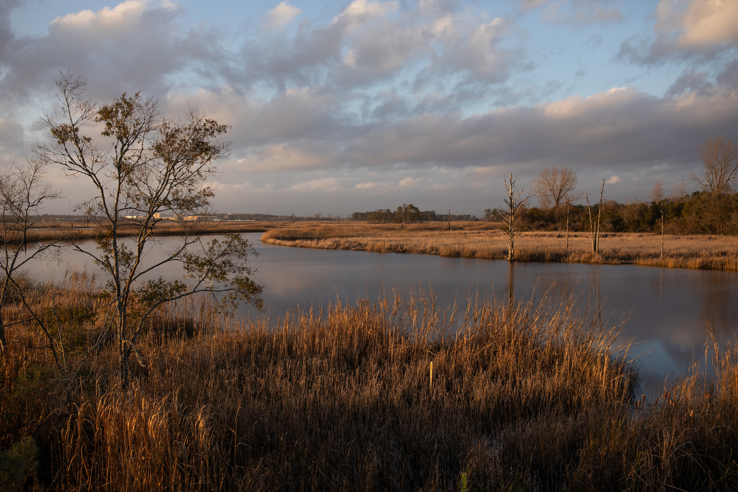 Cypress snags stand at the far edge of Smith Creek near its confluence with the Cape Fear River.