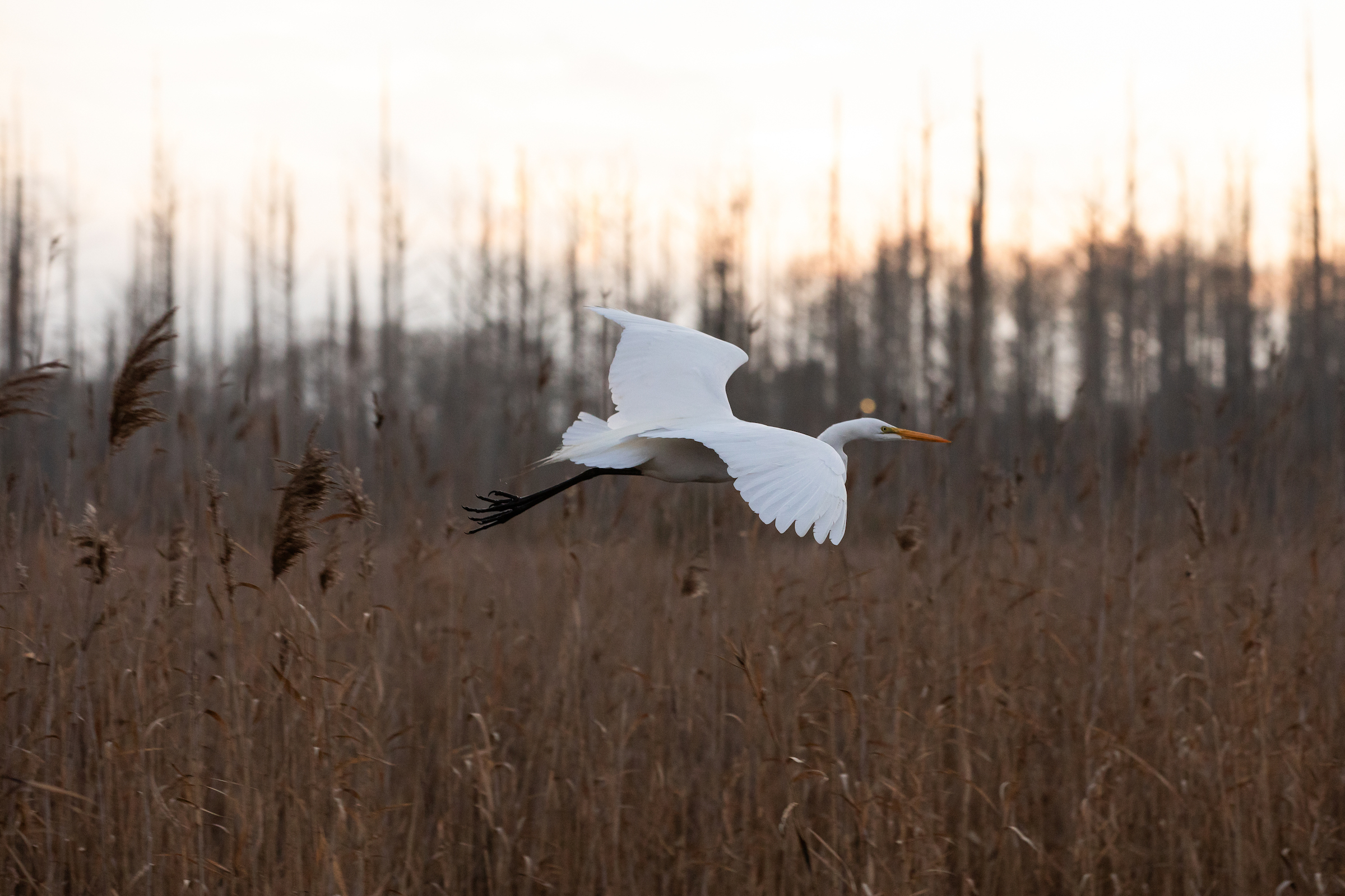 A great egret flies near the banks of the Cape Fear River in Wilmington, North Carolina.