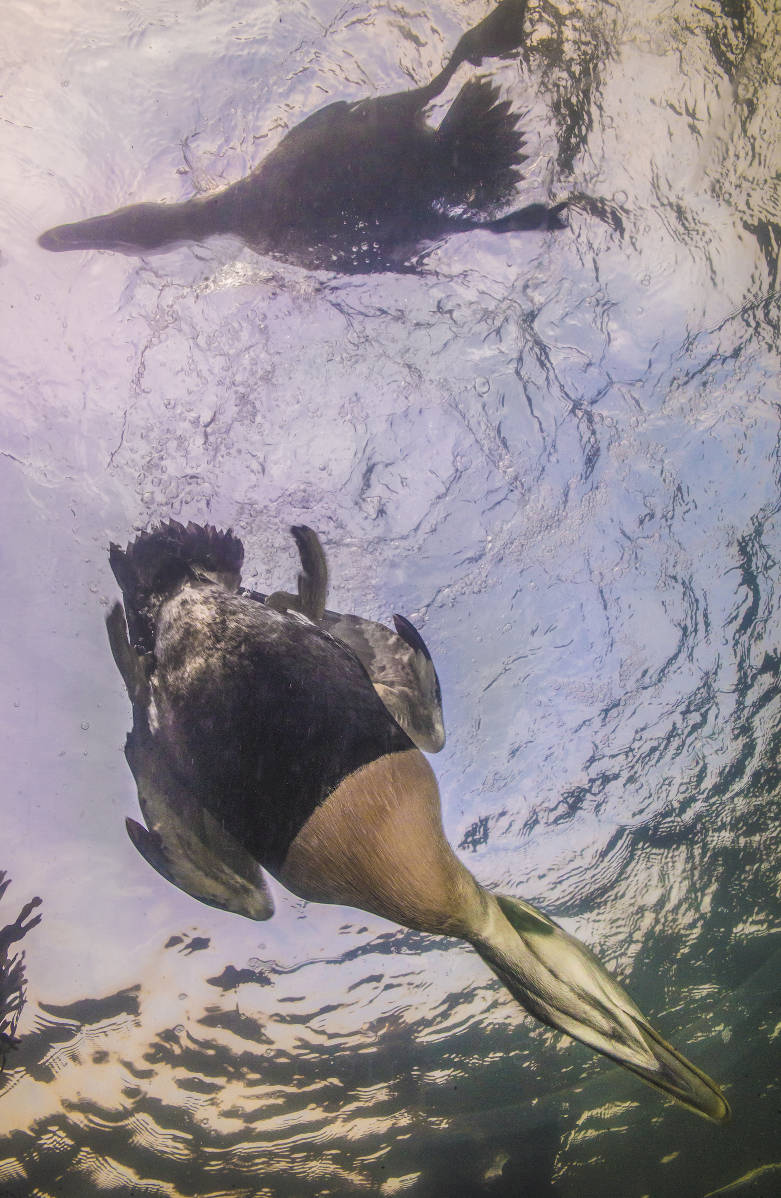 Eider ducks propel themselves deep under the surface to pluck mussels and other prey from the ocean floor. The birds are able to swallow shellfish whole because of their muscular stomachs, which crush the shells against small stones ingested in advance. Photograph by Pål Hermansen