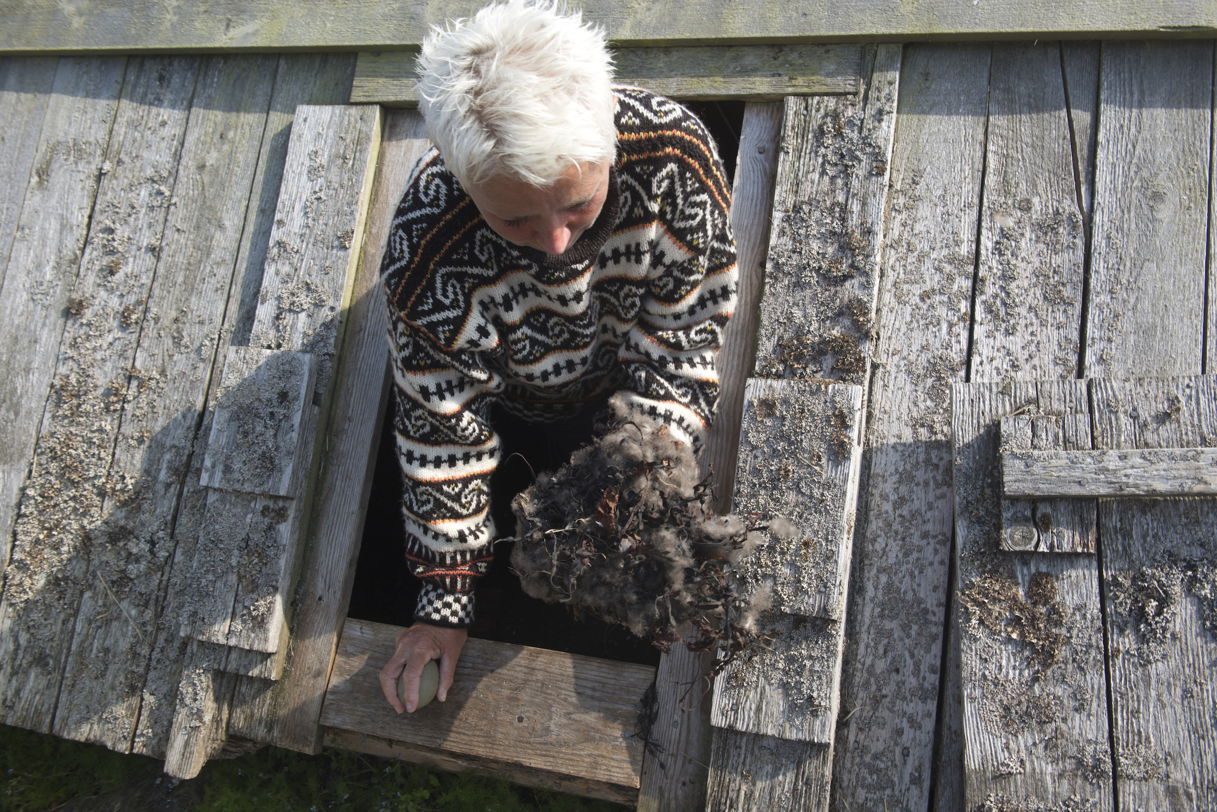 Female eider ducks return to islands like Vega in Norway each spring, laying three to six eggs that they will then insulate with down. Hildegunn Nordum (pictured) is one of the 50 or so people who still practice the "bird keeper" tradition. Photograph by Pål Hermansen