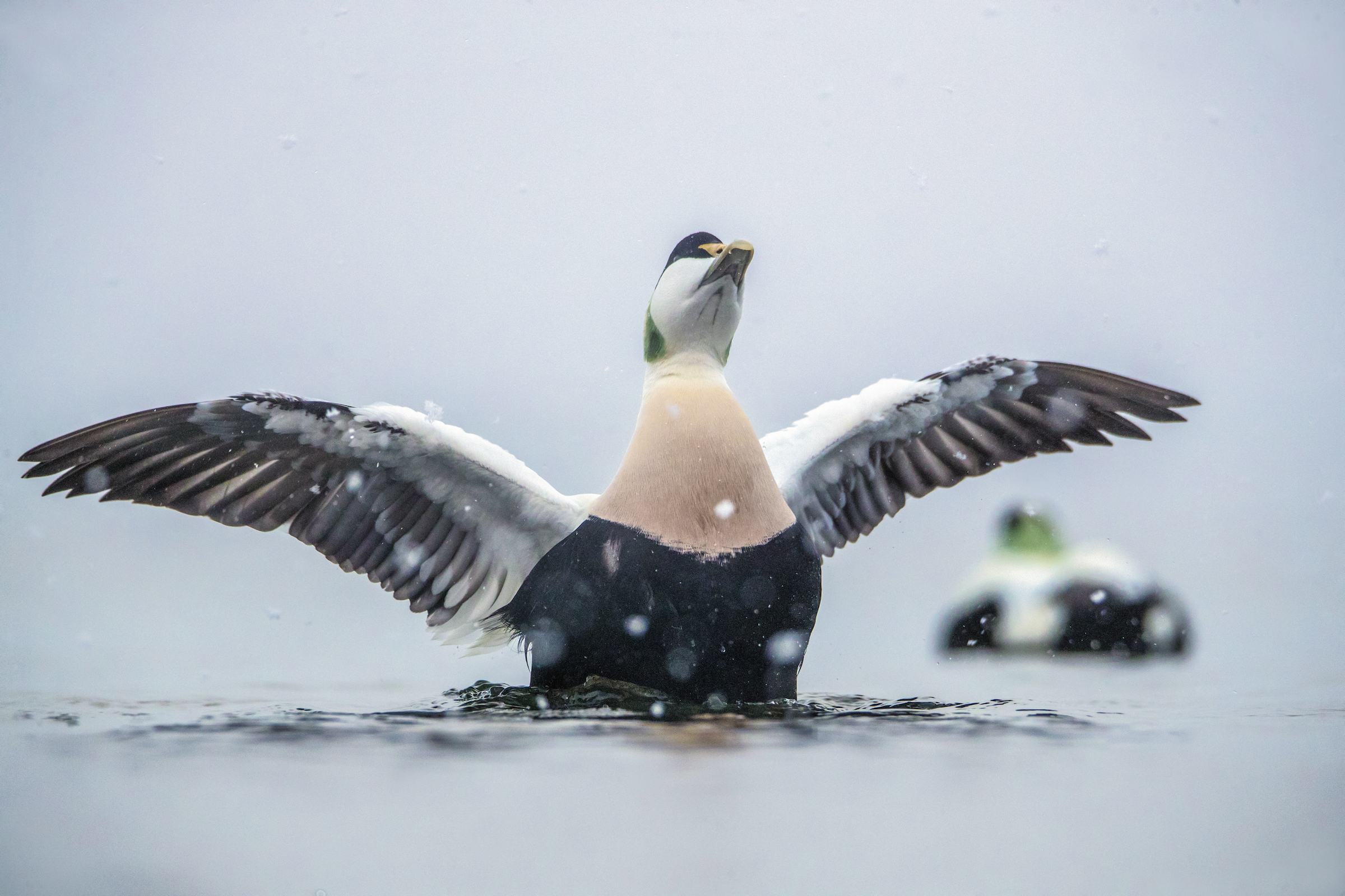 Male eider ducks are known for their striking coloration, including the electric green plumage on their cheek and nape. Photograph by Pål Hermansen