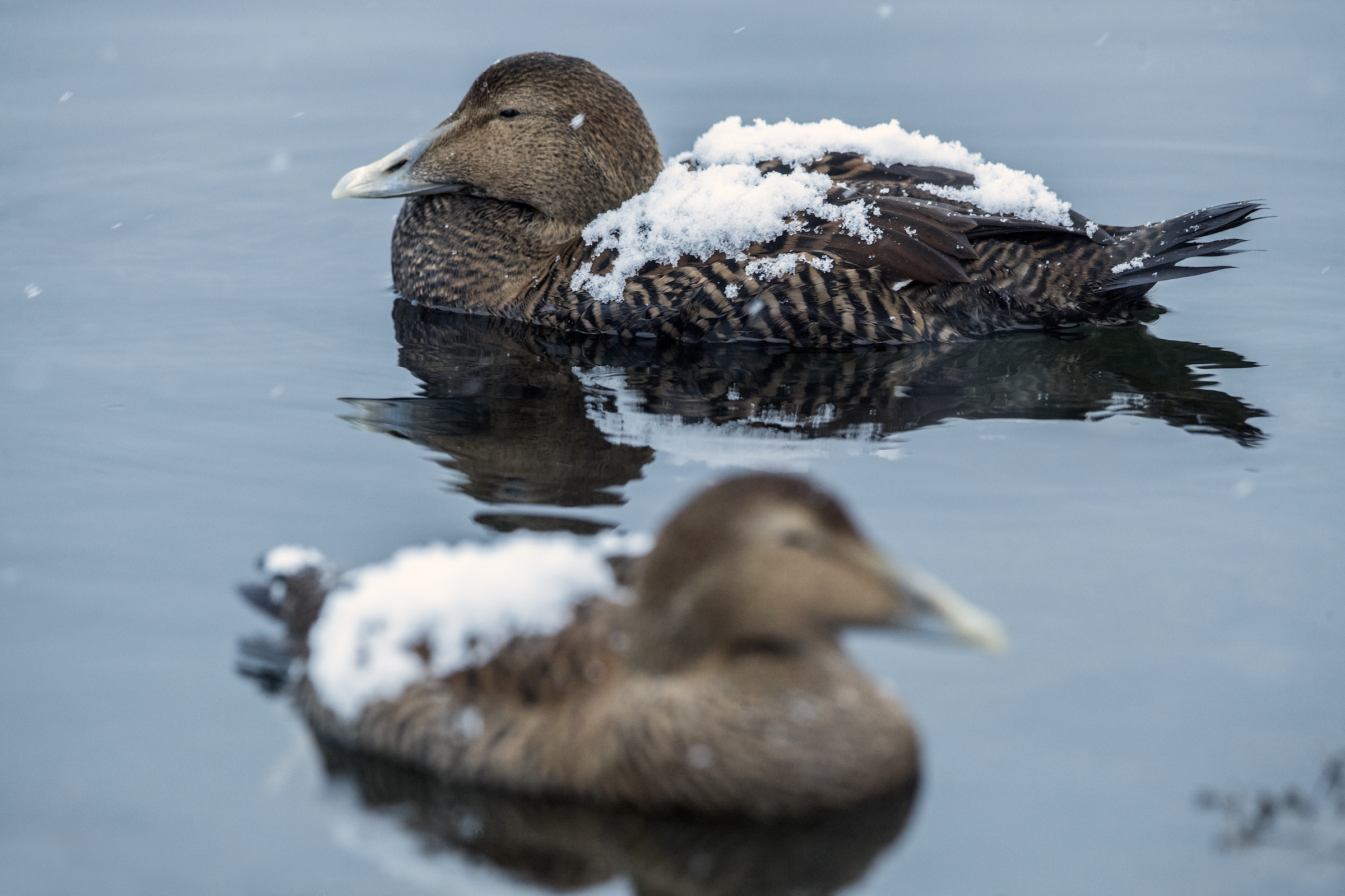 Female eider ducks have mottled, dull-brown coloration, which helps them blend in with the coastal terrain while they incubate their eggs. Like their male counterparts, female eiders also have substantial fat reserves and a low metabolism which help them survive in the northern cold. Photograph by Pål Hermansen