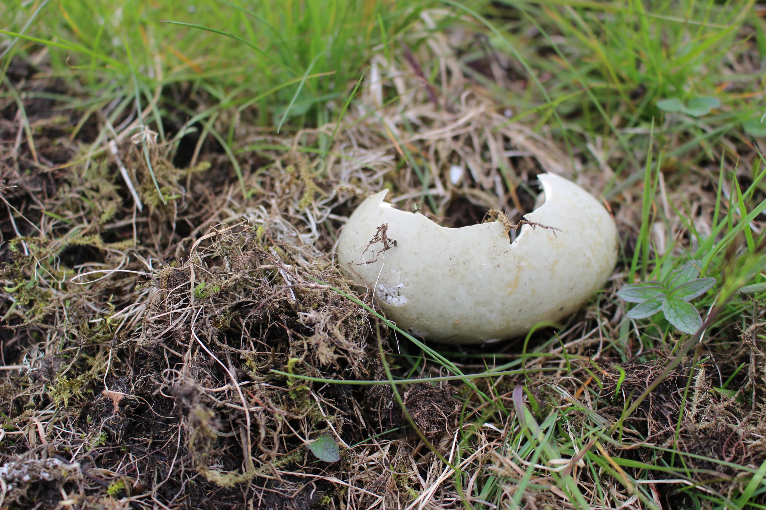 Gulls and crows often prey on eider eggs, which makes the nesting season a busy one for the bird keepers of the Vega archipelago. Photograph by Devon Fredericksen