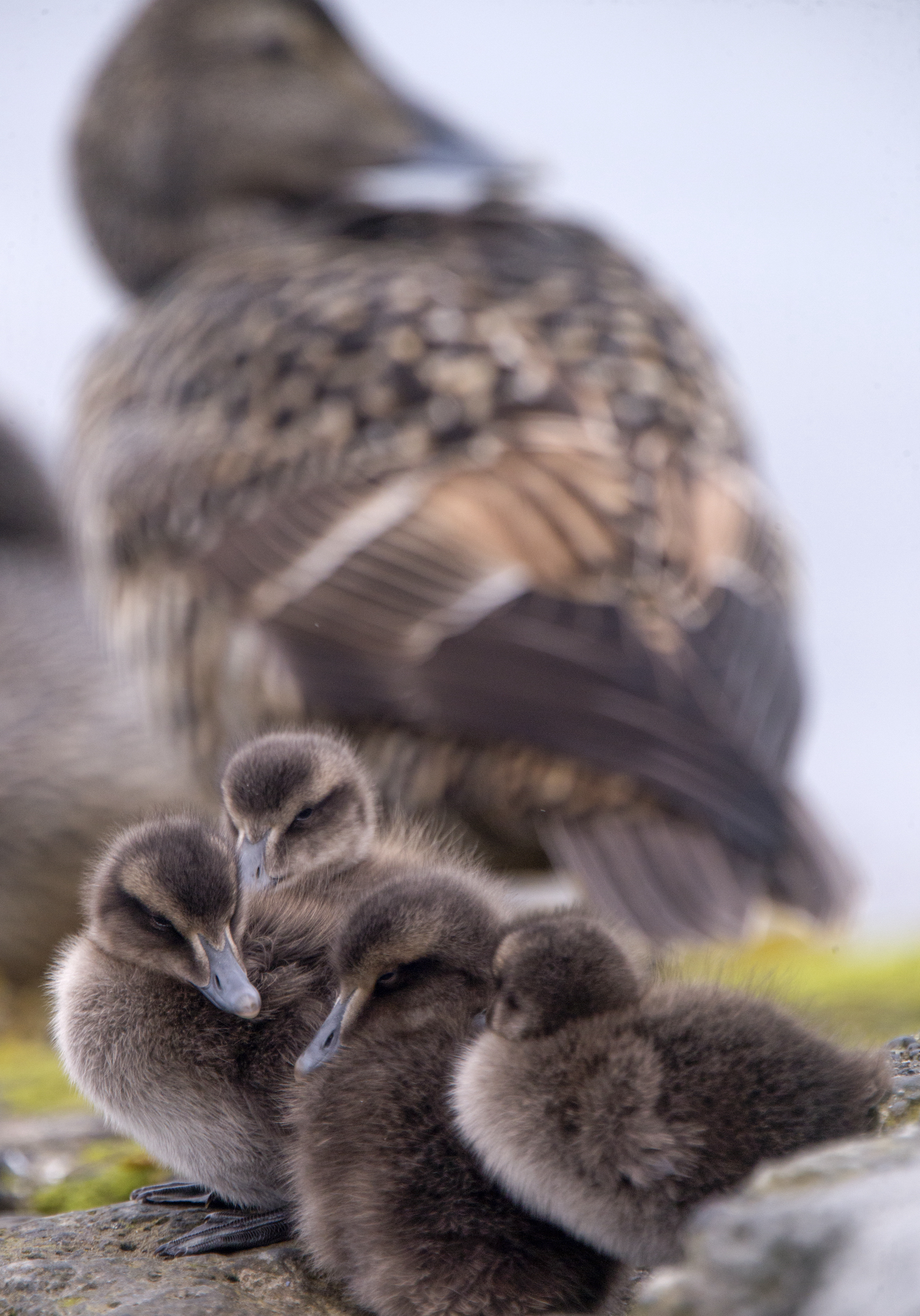 Although bird keepers continue to protect and support eiders along the Vega Archipelago, the ducks have nevertheless struggled to maintain their population. Scientists estimate that the overall eider population in Norway has declined by 30 to 35 percent over the last three eider generations. Photograph by Pål Hermansen