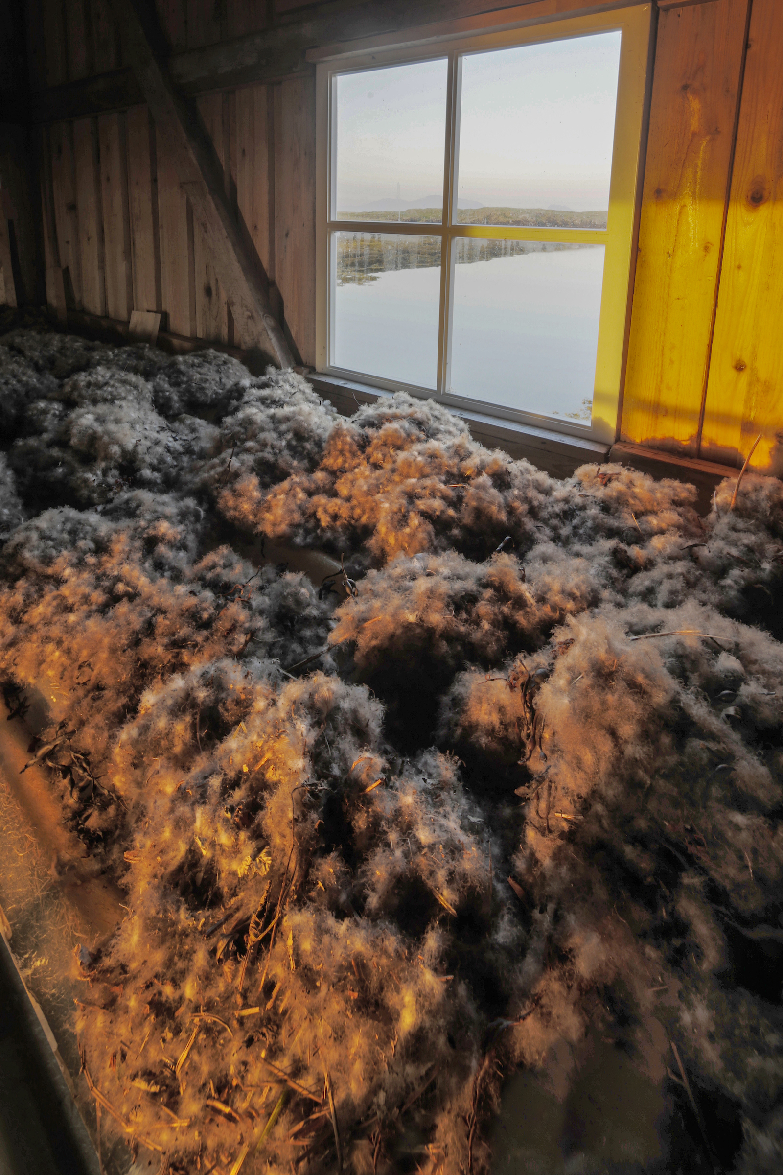 Bird keepers in Norway store and painstakingly clean eiderdown for use in duvets, blankets, and other fine products. Vega’s bird keepers clean their eiderdown by hand. Photograph by Pål Hermansen