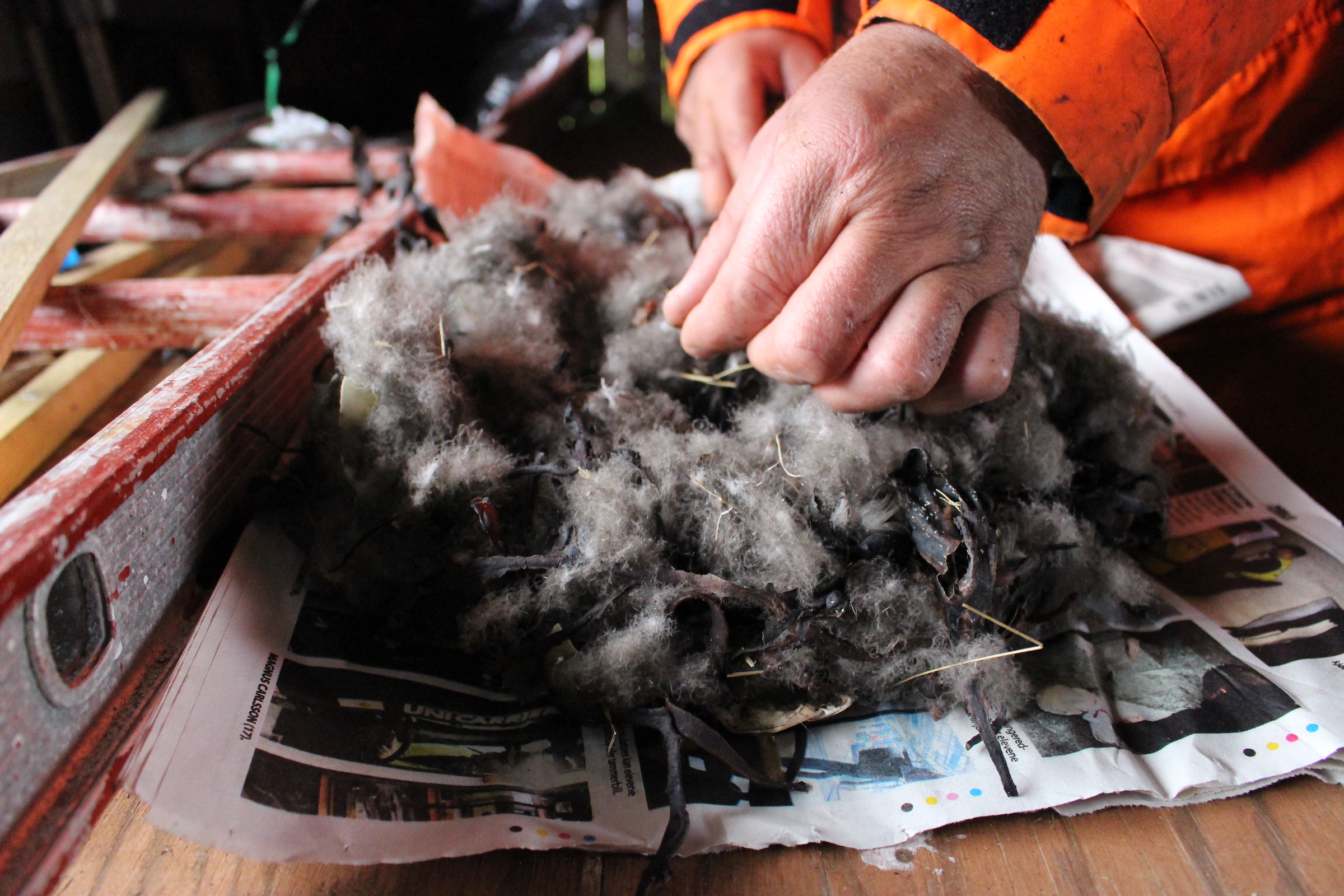 Cleaning eiderdown is a laborious undertaking that’s done by hand in Vega. Eider tenders in Iceland have mechanized the process. Photograph by Devon Fredericksen