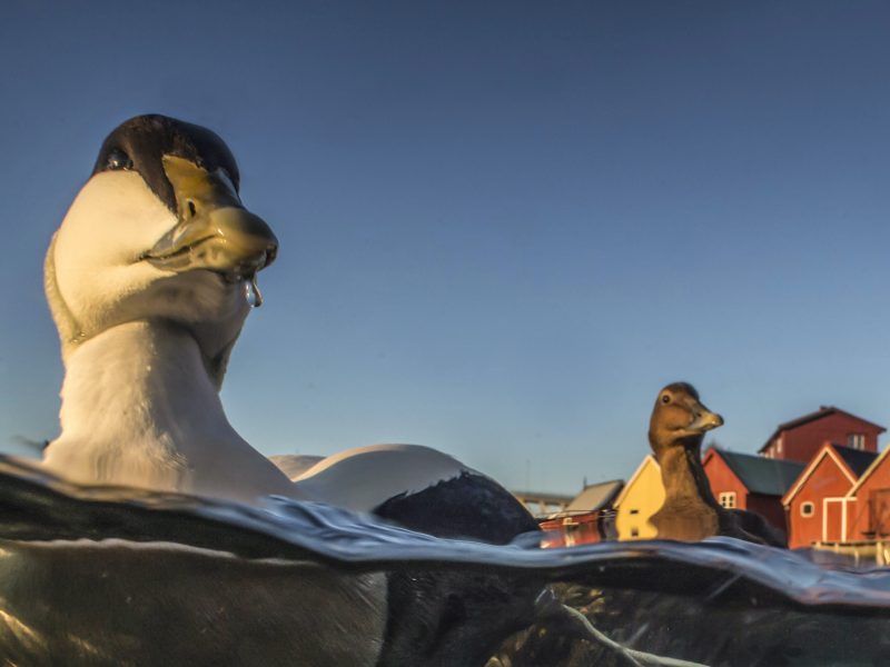 Eider ducks bob along a small fishing harbor in Straumen, Trondelag, Norway. These ducks will travel to islands like Vega in the spring, seeking out a place to lay eggs and brood. Photograph by Pål Hermansen