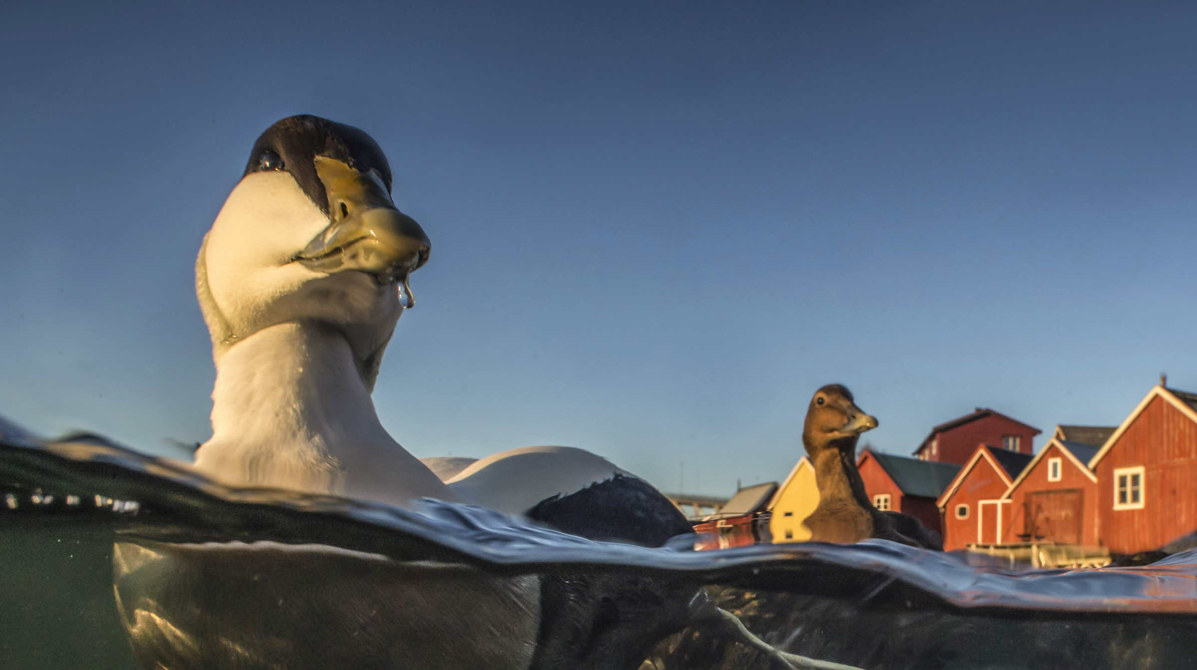 Eider ducks bob along a small fishing harbor in Straumen, Trondelag, Norway. These ducks will travel to islands like Vega in the spring, seeking out a place to lay eggs and brood. Photograph by Pål Hermansen