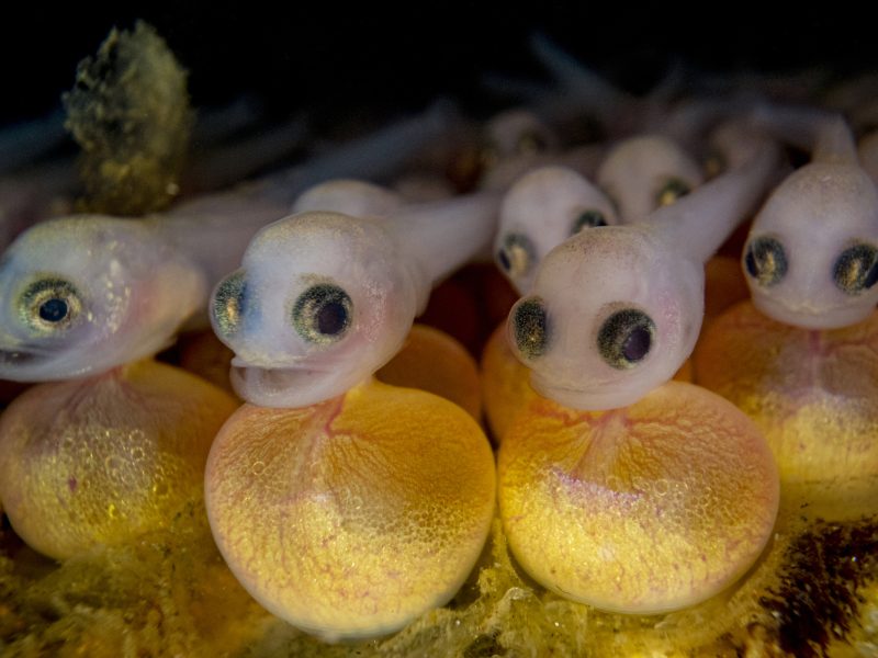Newly hatched plainfin midshipman develop in a nest hidden under a rock in the intertidal zone of Vancouver Island, British Columbia, Canada. Photograph by Shane Gross