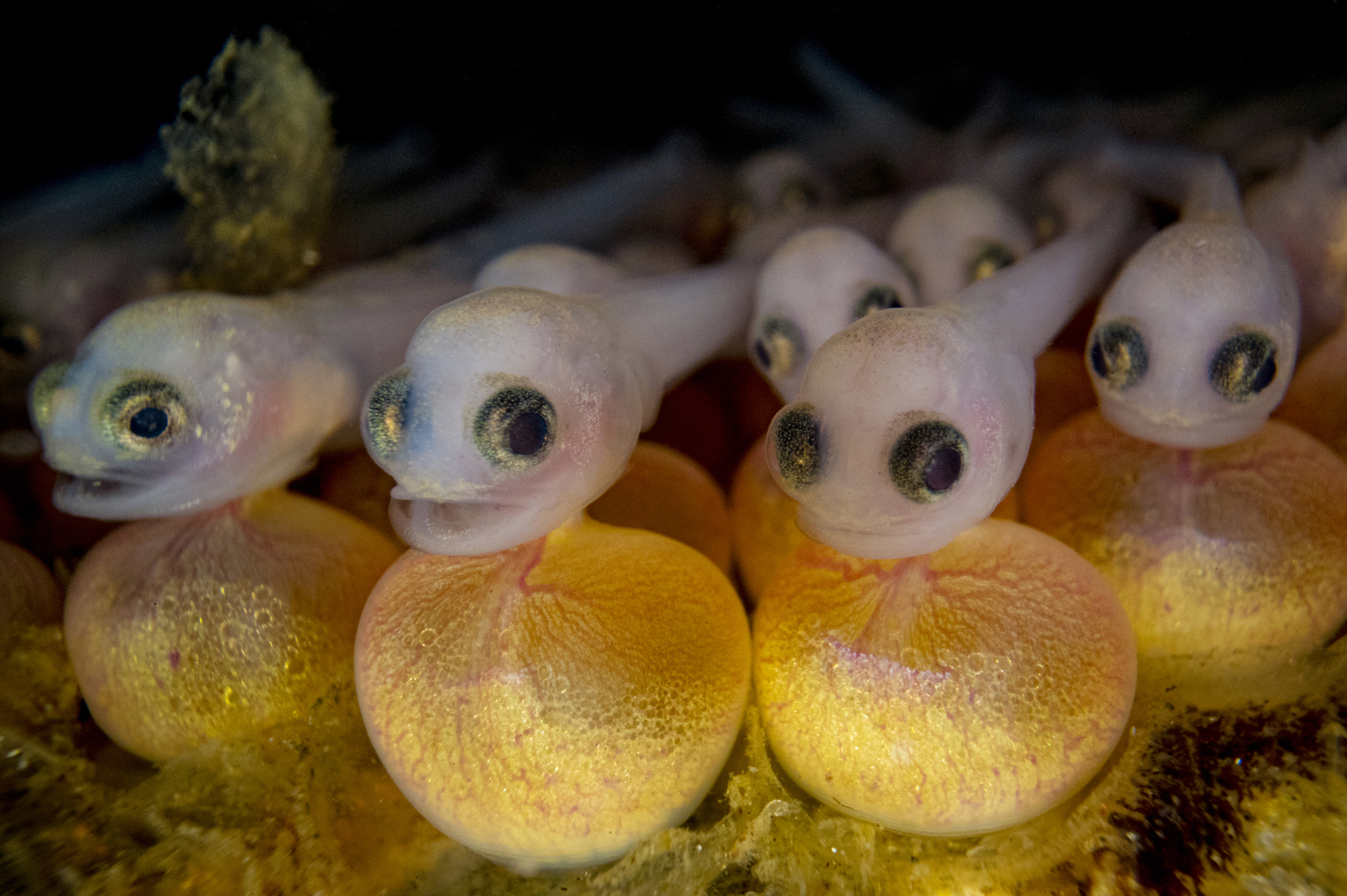 Newly hatched plainfin midshipman develop in a nest hidden under a rock in the intertidal zone of Vancouver Island, British Columbia, Canada. Photograph by Shane Gross