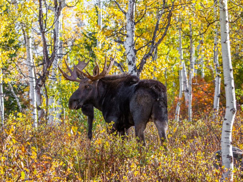 The American moose is the second largest land animal in North America. This bull was photographed near Steamboat Springs, Colorado. Photograph by David Dietrich