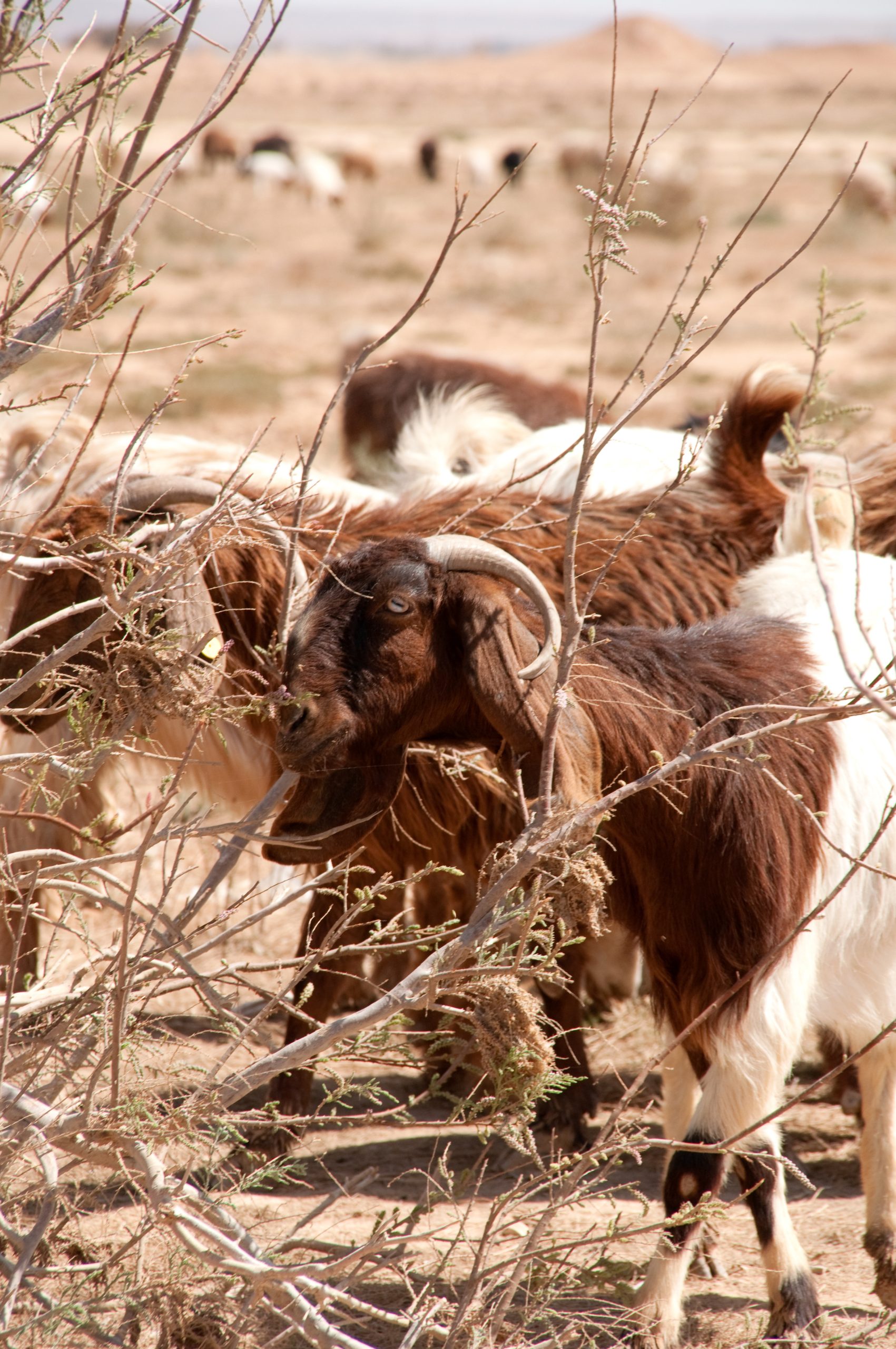 A herd of goats grazes on what is left of a shrub’s foliage near the Azraq Oasis in Jordan. Photograph by John Zada