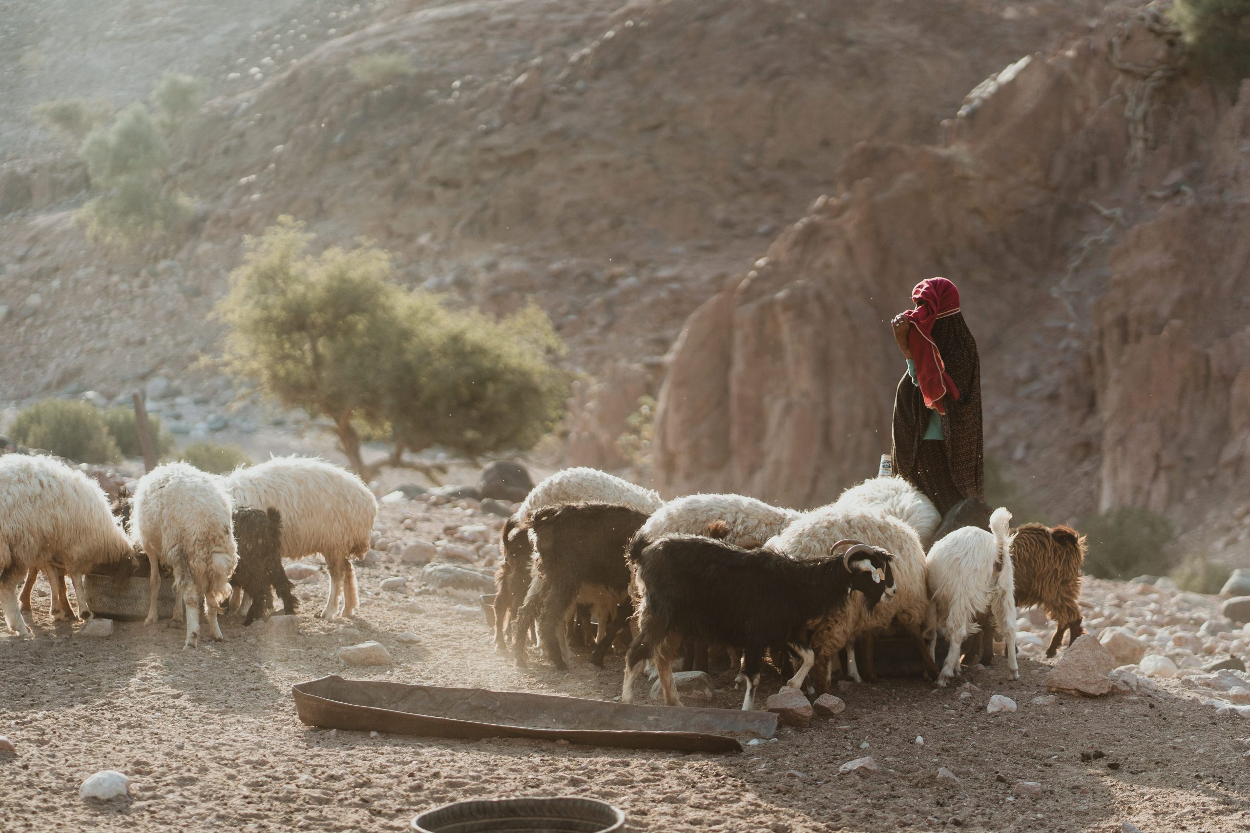 A Bedouin woman herds sheep and goats in the Dana Biosphere Reserve in Jordan. Although herding livestock is a central aspect of Bedouin culture, limitations on where the shepherds can roam has led to overgrazing and threatened local ecosystems and biodiversity. Photograph by Anda U / Shutterstock