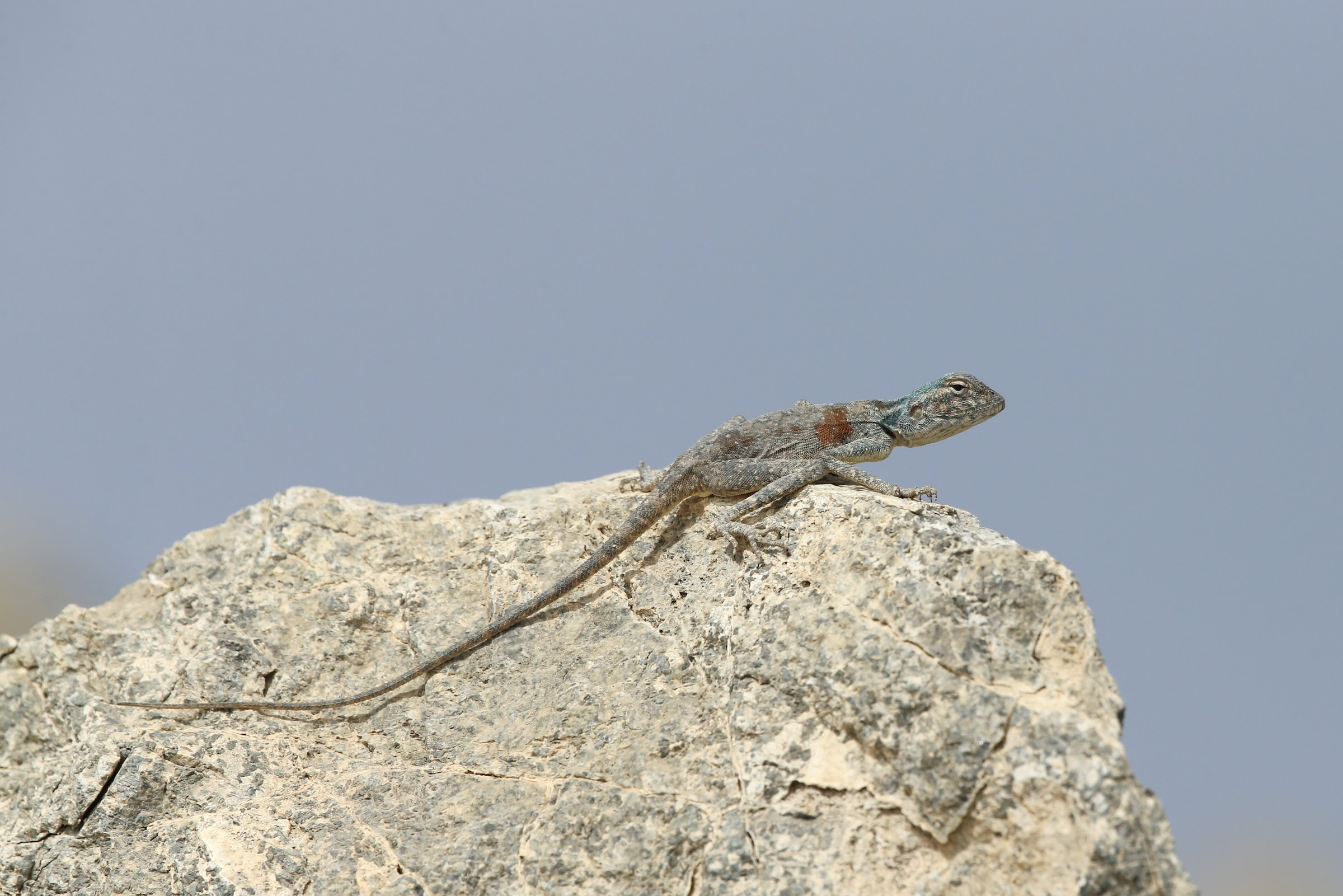 The Azraq Oasis and northern Badia are home to the basalt desert agama, pictured here in Oman. Photograph by Hanne & Jens Eriksen / NPL