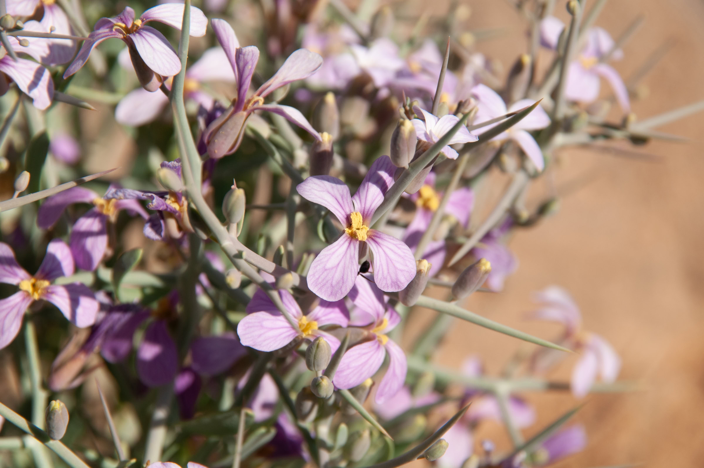 Implementing a hima system can protect native plants like these spiny zillas (Zilla spinosa) from overgrazing by livestock herds. Photograph by John Zada