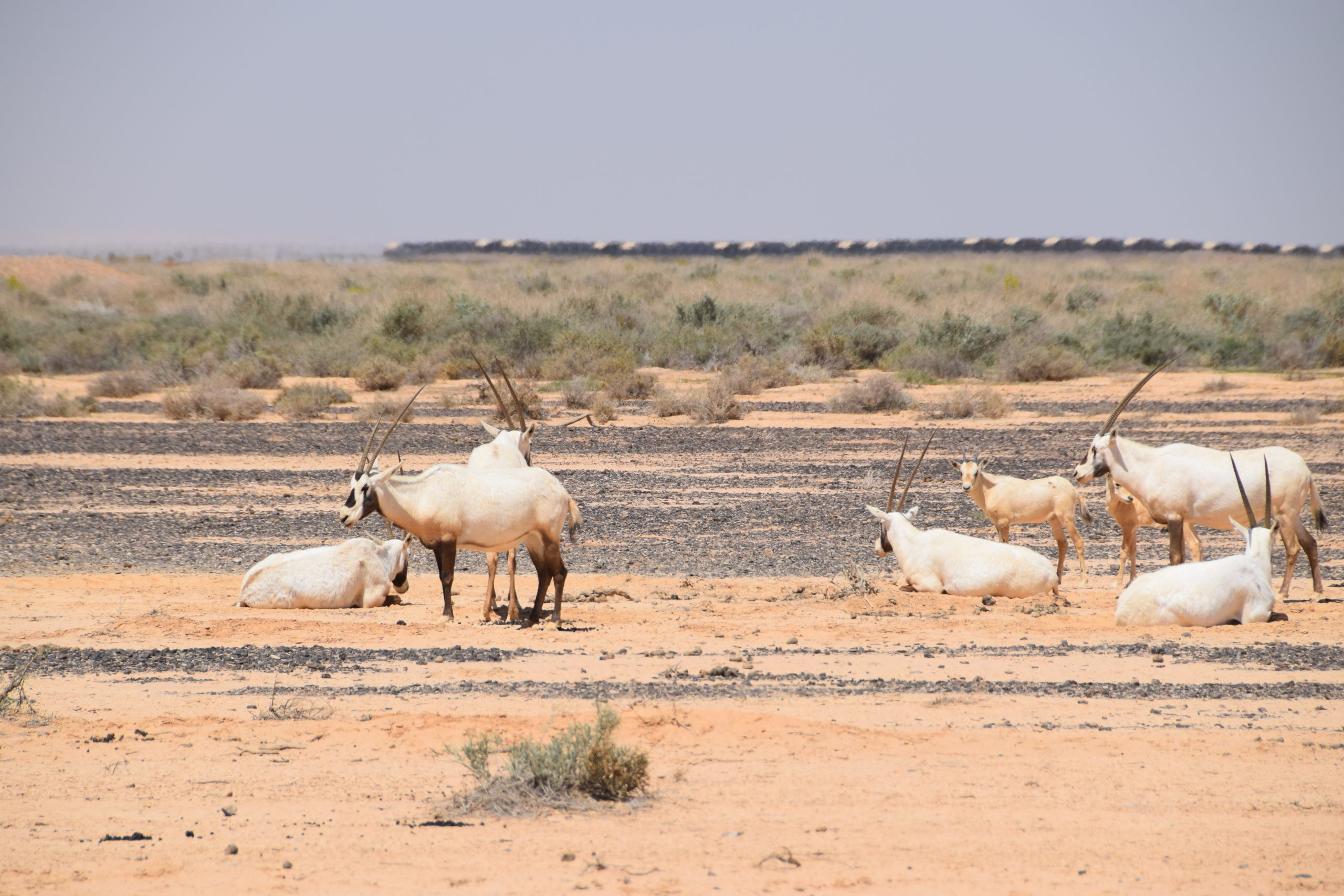 A herd of wild Arabian oryx lounges in the Shaumari Wildlife Reserve in Al-Azraq. Both overgrazing and creeping urbanization have driven several large mammal species to local extinction in Jordan. Photograph by PixSaJu / Shutterstock