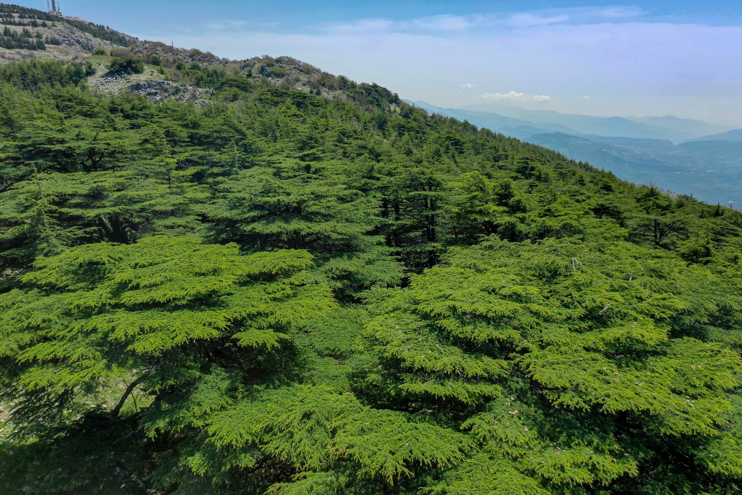 Although the Al-Shouf Biosphere Reserve, pictured, was founded to protect Lebanon’s sacred cedar trees, some conservationists say the nature reserve lacked the community aspect that traditional himas bring to ecosystem management. Photograph by Eyad Al Hakeem / Shutterstock