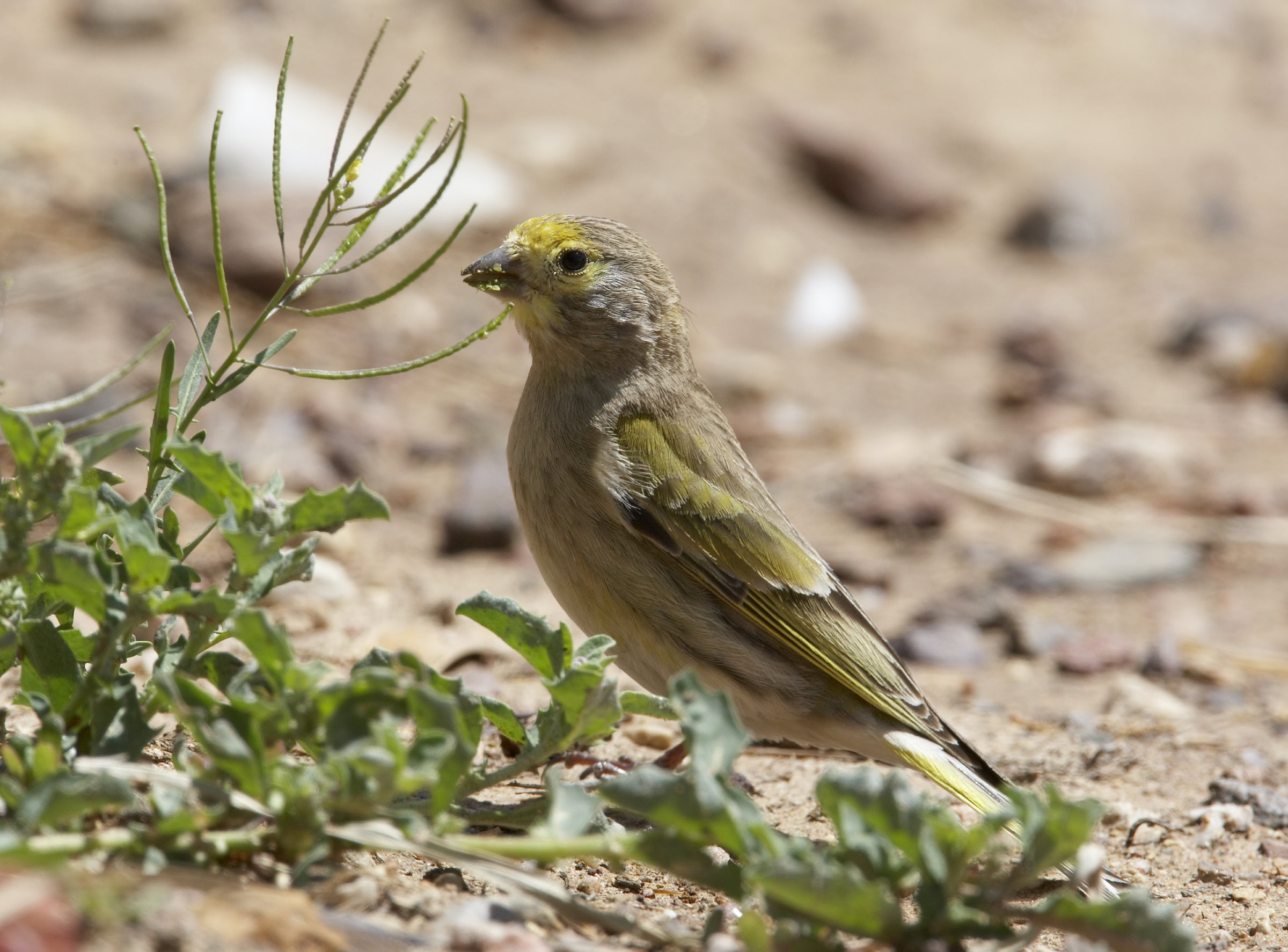 Middle Eastern conservationists say that implementing a hima system can protect endangered species, such as the Syrian serin (Serinus syriacus), whose population in Lebanon rebounded after rallying local support. Markus Varesvuo / NPL