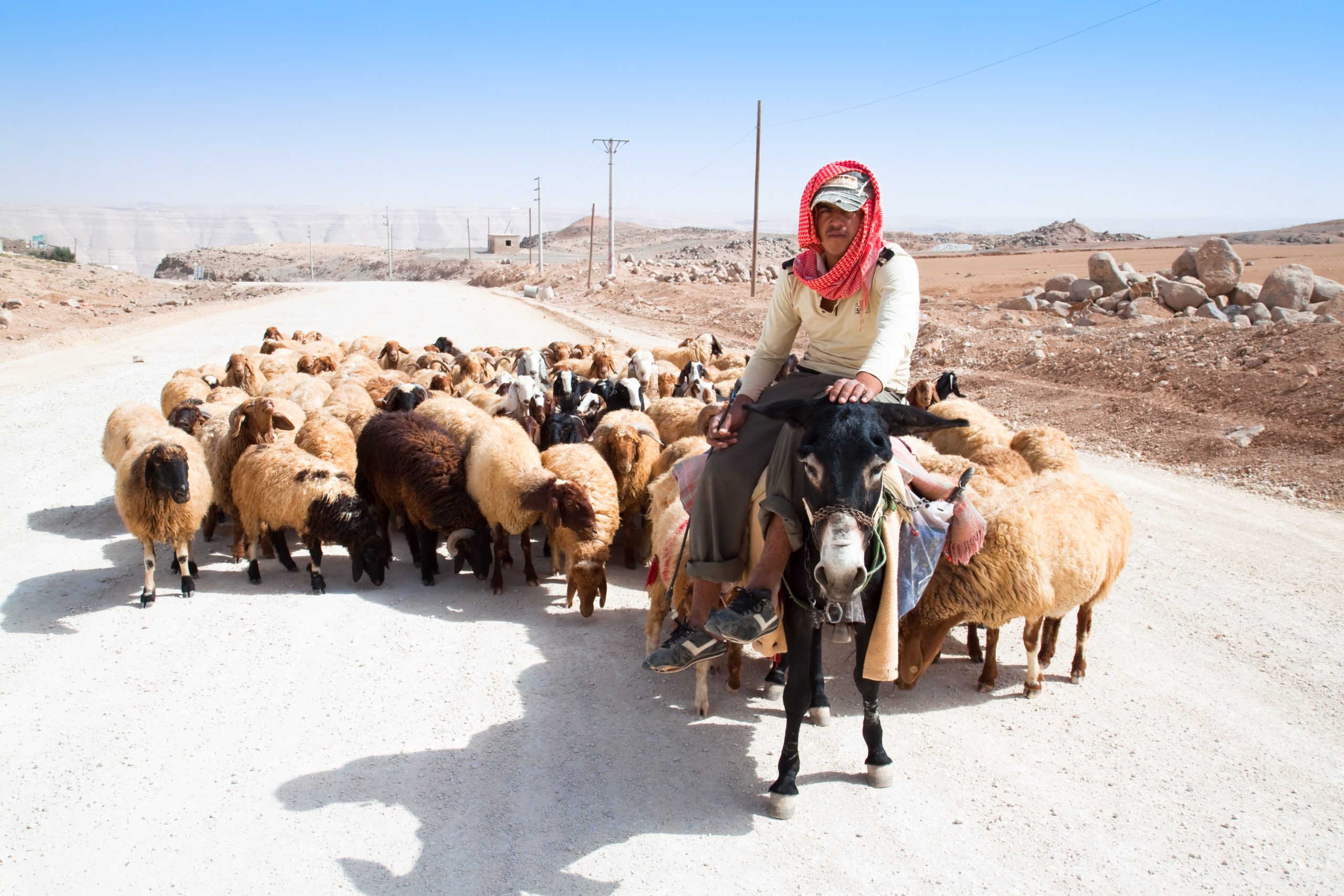 Experts argue that organizations promoting the hima system need to more effectively demonstrate the benefits of the approach to local people, especially those reliant upon shepherding livestock and hunting. Photograph by Aleksandar Todorovic / Shutterstock