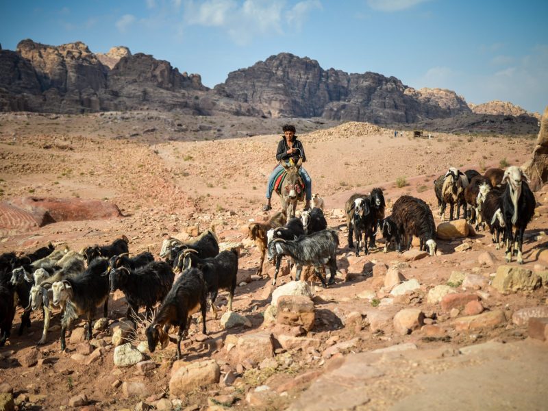 A young shepherd grazes a herd of sheep in Jordan’s mountainous desert landscape of Petra. Photograph by Vaidotas Grybauskas / Shutterstock
