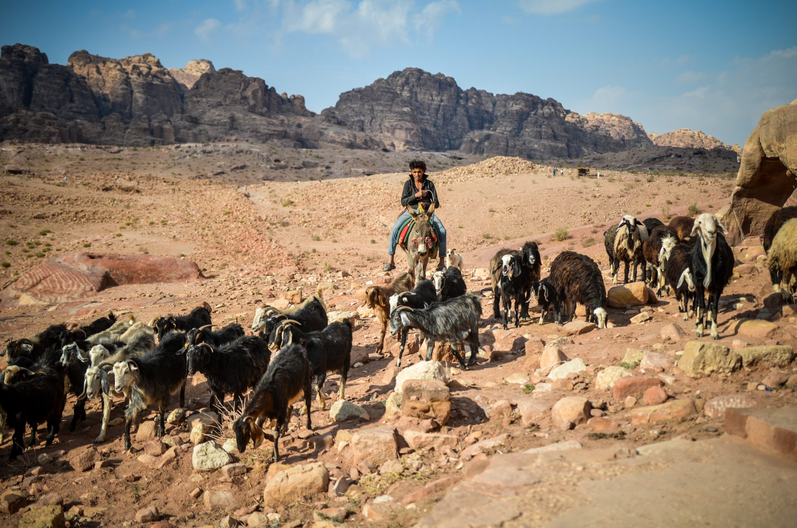 A young shepherd grazes a herd of sheep in Jordan’s mountainous desert landscape of Petra. Photograph by Vaidotas Grybauskas / Shutterstock