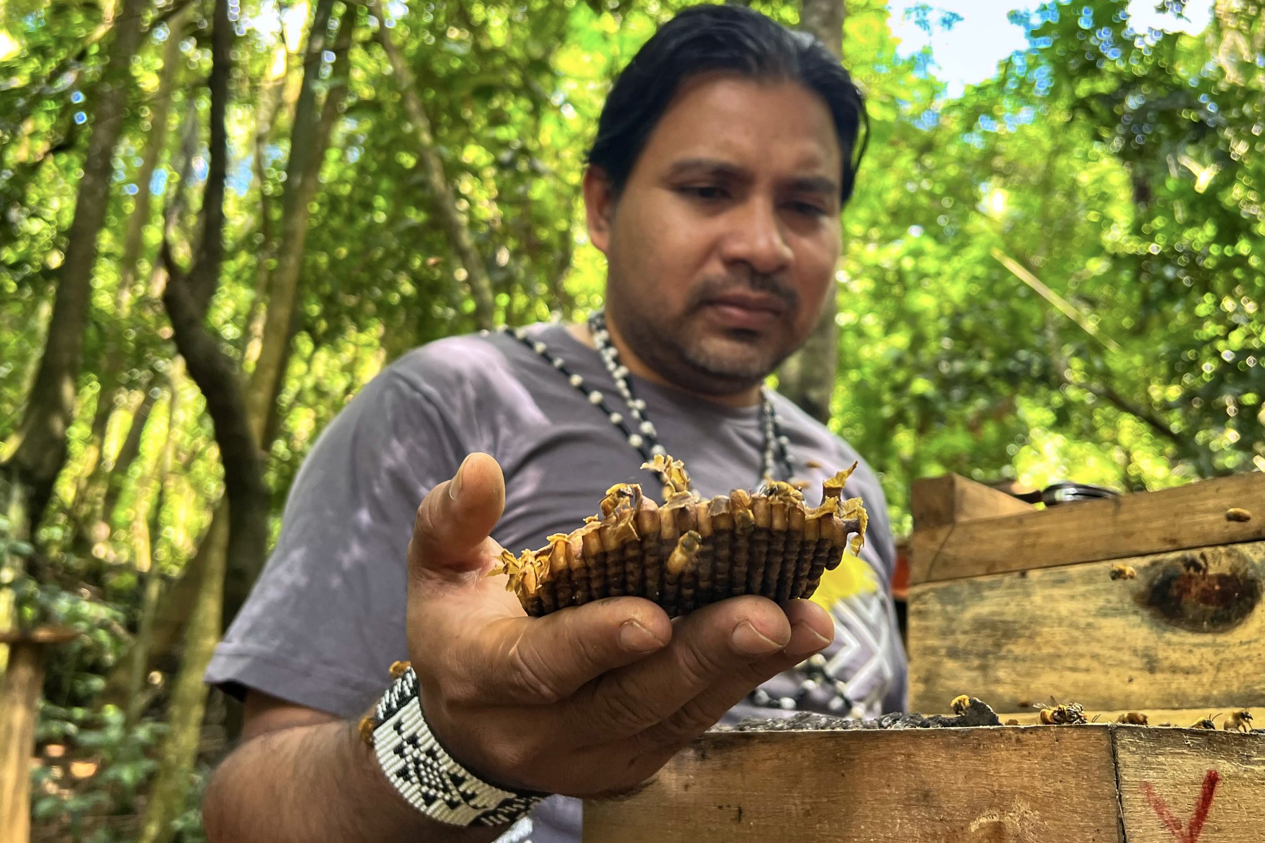 Indigenous chief Márcio Verá Mirim holds a native bee honeycomb on the Jaraguá Indigenous Land, in São Paulo, Brazil. Photograph by Sofia Moutinho