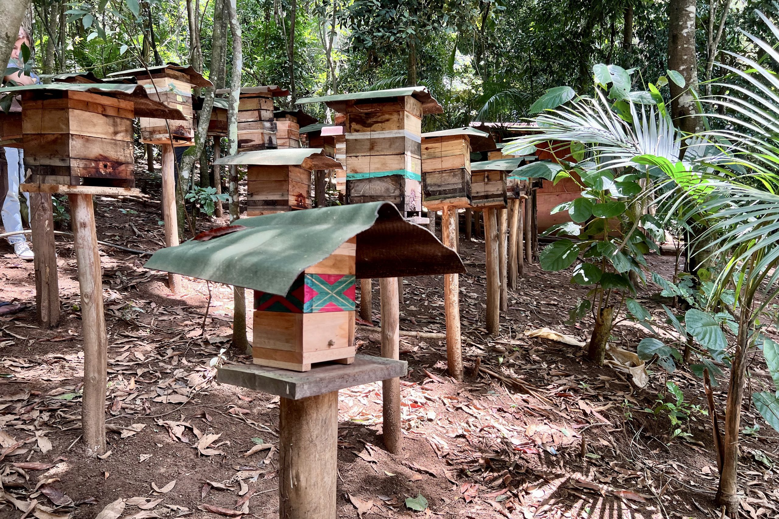 The Guarani of the Jaraguá Indigenous Land, in São Paulo, Brazil, combine Western techniques with Indigenous knowledge to raise bees inside boxes like these. Photograph by Sofia Moutinho