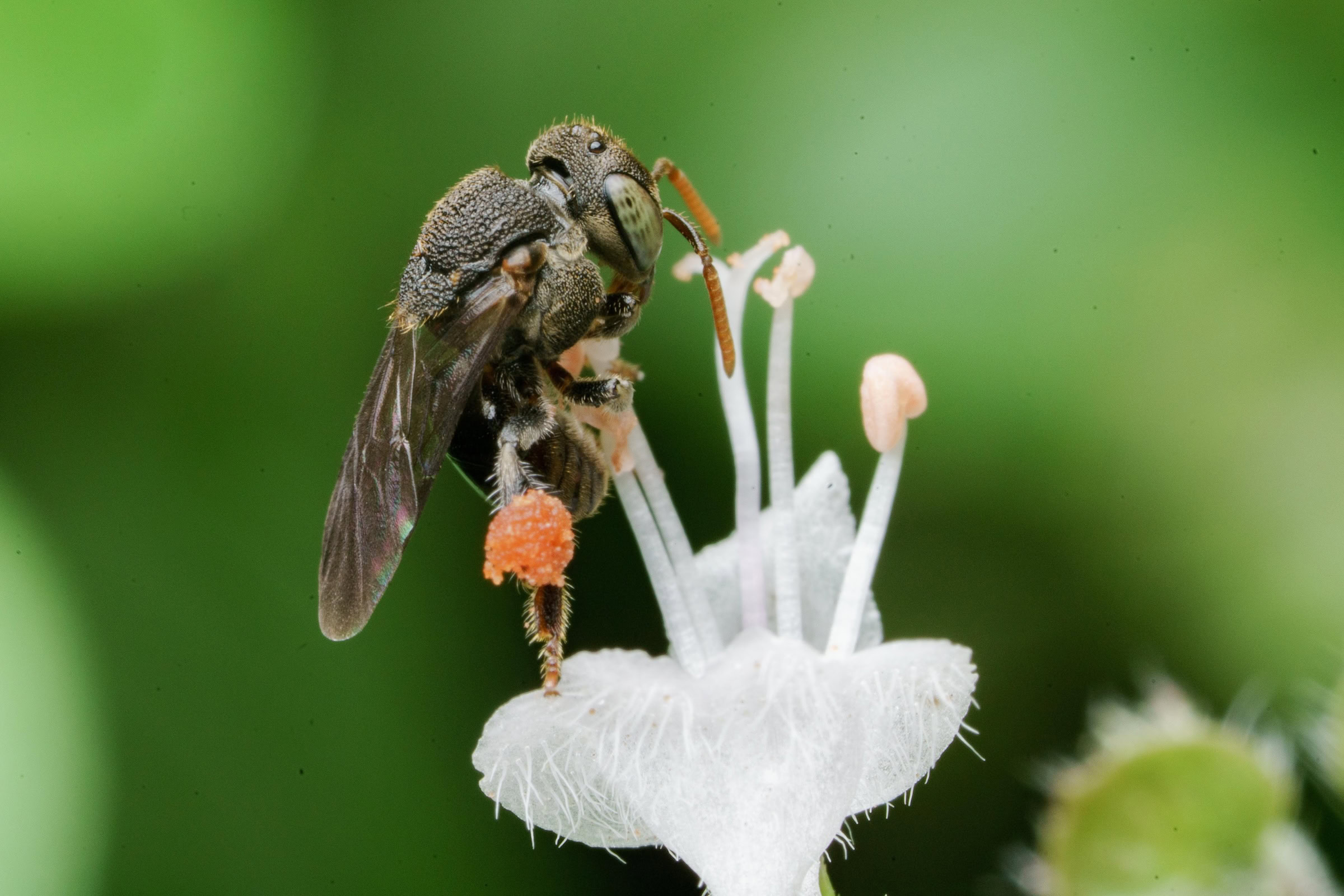 This tiny native bee (Nannotrigona testceicornes) is common in Brazil’s Atlantic Forest. Photograph by Sidney Cardoso