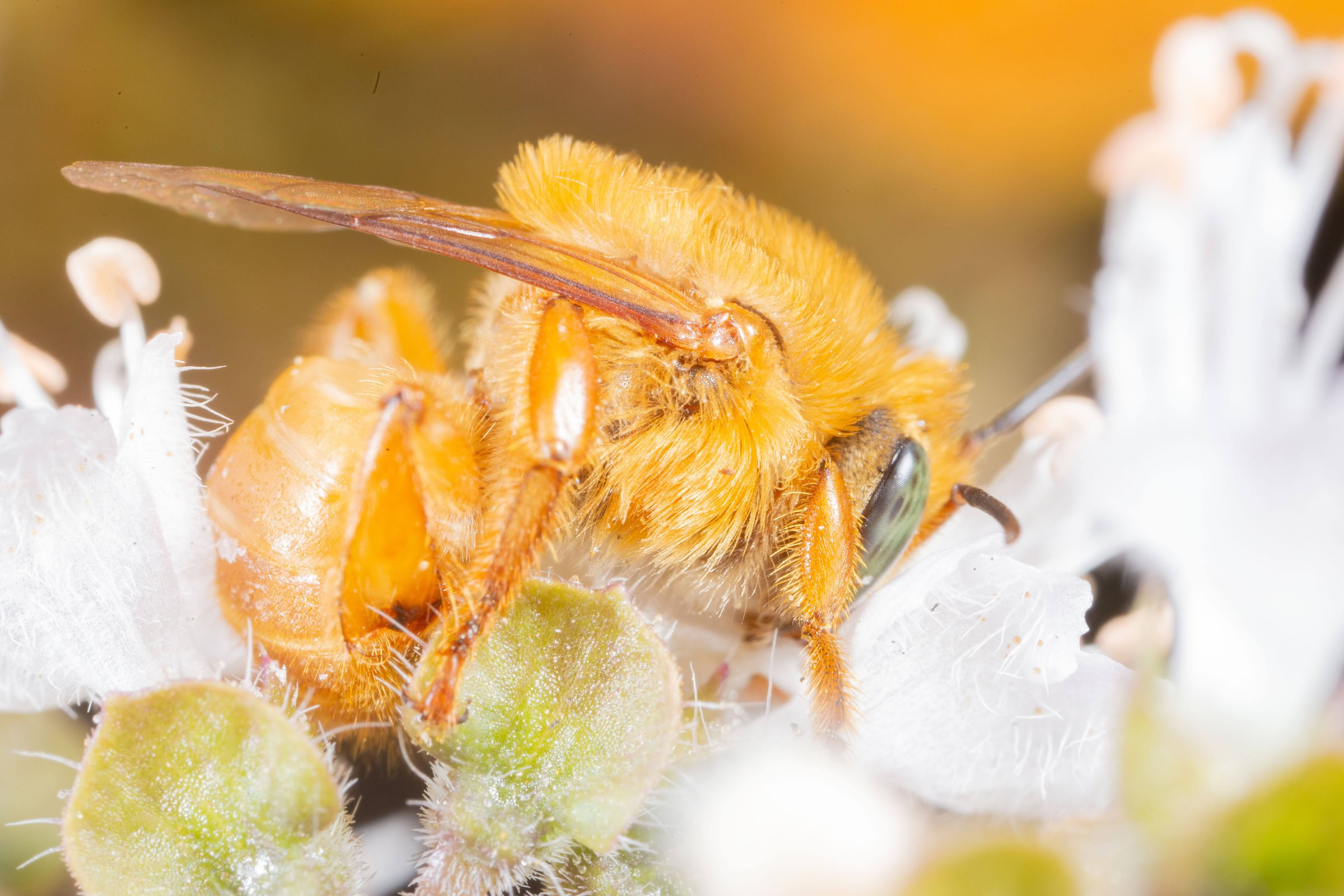 This rare bee (Melipona mondury), a native of Brazil’s Atlantic Forest, gathers pollen from a basil flower. Photograph by Sidney Cardoso
