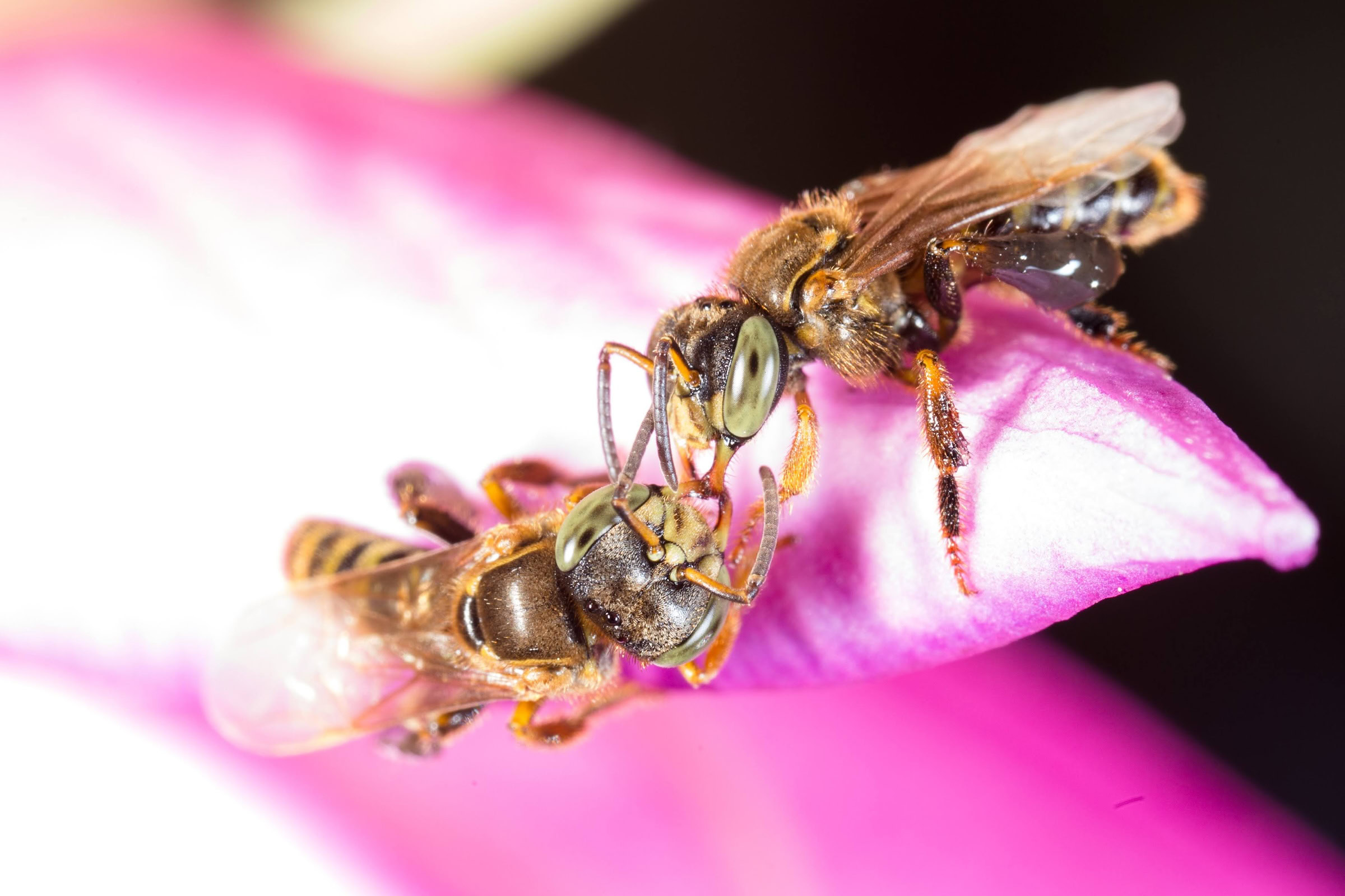 Two members of the aggressive borá (Tetragona clavipes) meet at a flower. Photograph by Sidney Cardoso