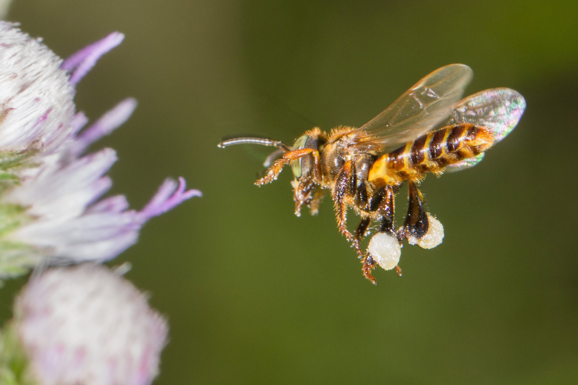 A borá bee (Tetragona clavipes) visits a flower while already heavily laden with pollen. These aggressive bees are typically found in Brazil’s Atlantic forest region. Photograph by Sidney Cardoso