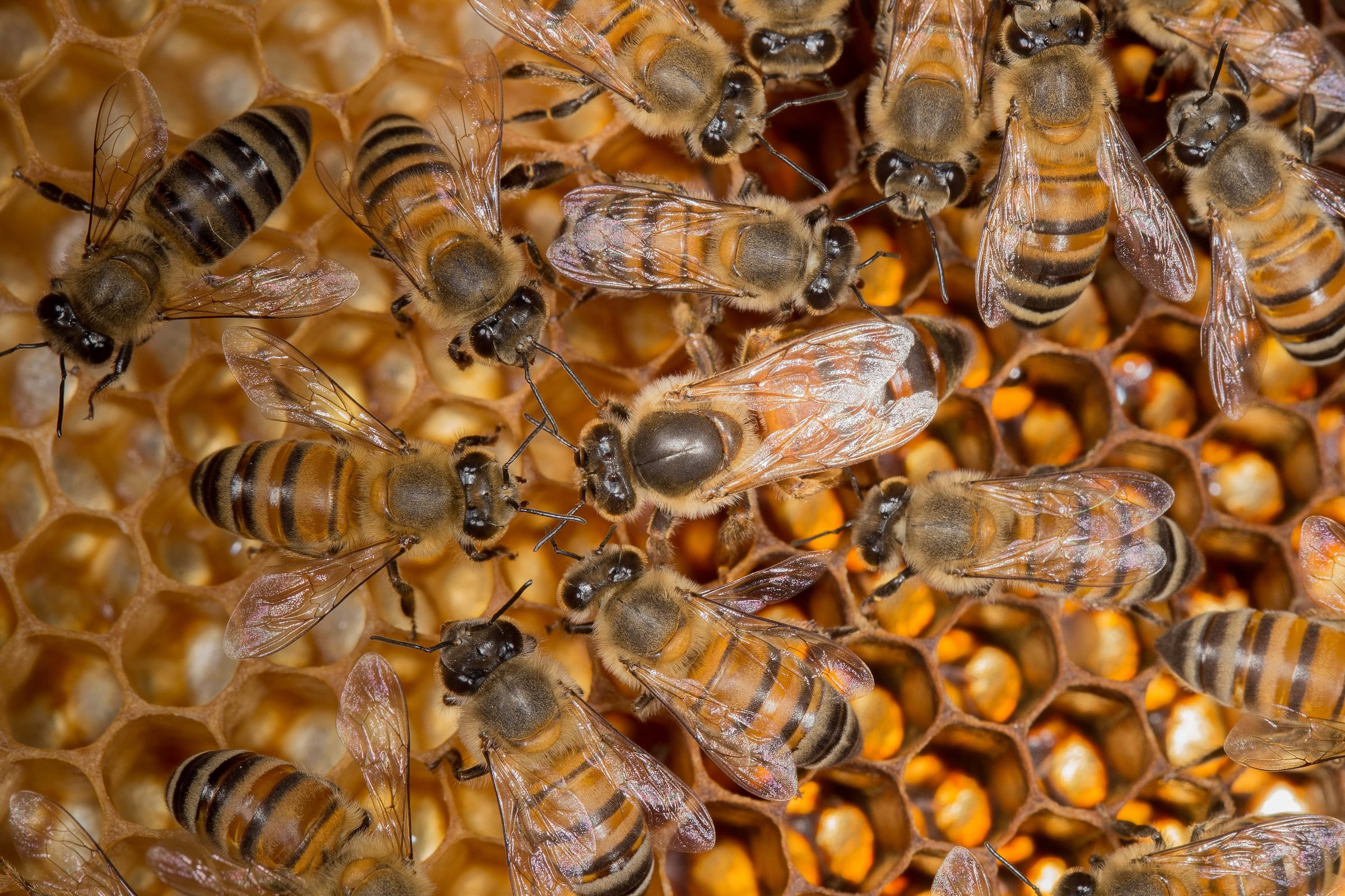 Workers of the non-native species Apis mellifera care for their queen. Photograph by Sidney Cardoso