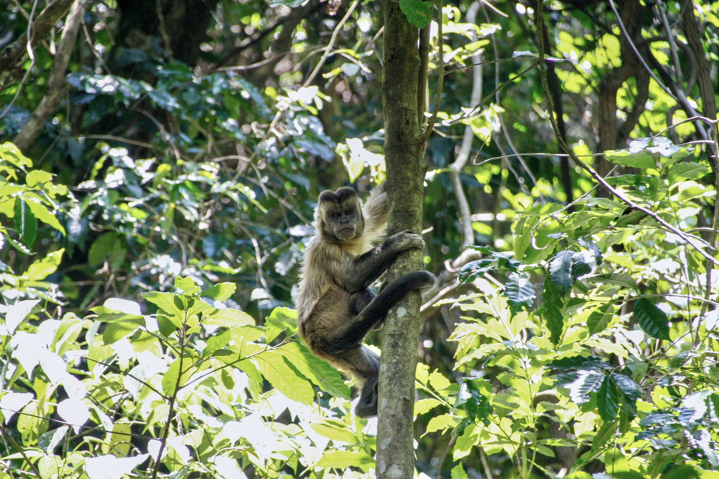 A capuchin monkey looks out from a tree inside the Jaraguá Indigenous Land, in the state of São Paulo. According to the locals, mammals like monkeys are returning to the forest due to their beekeeping and reforestation efforts. Photograph by Sofia Moutinho