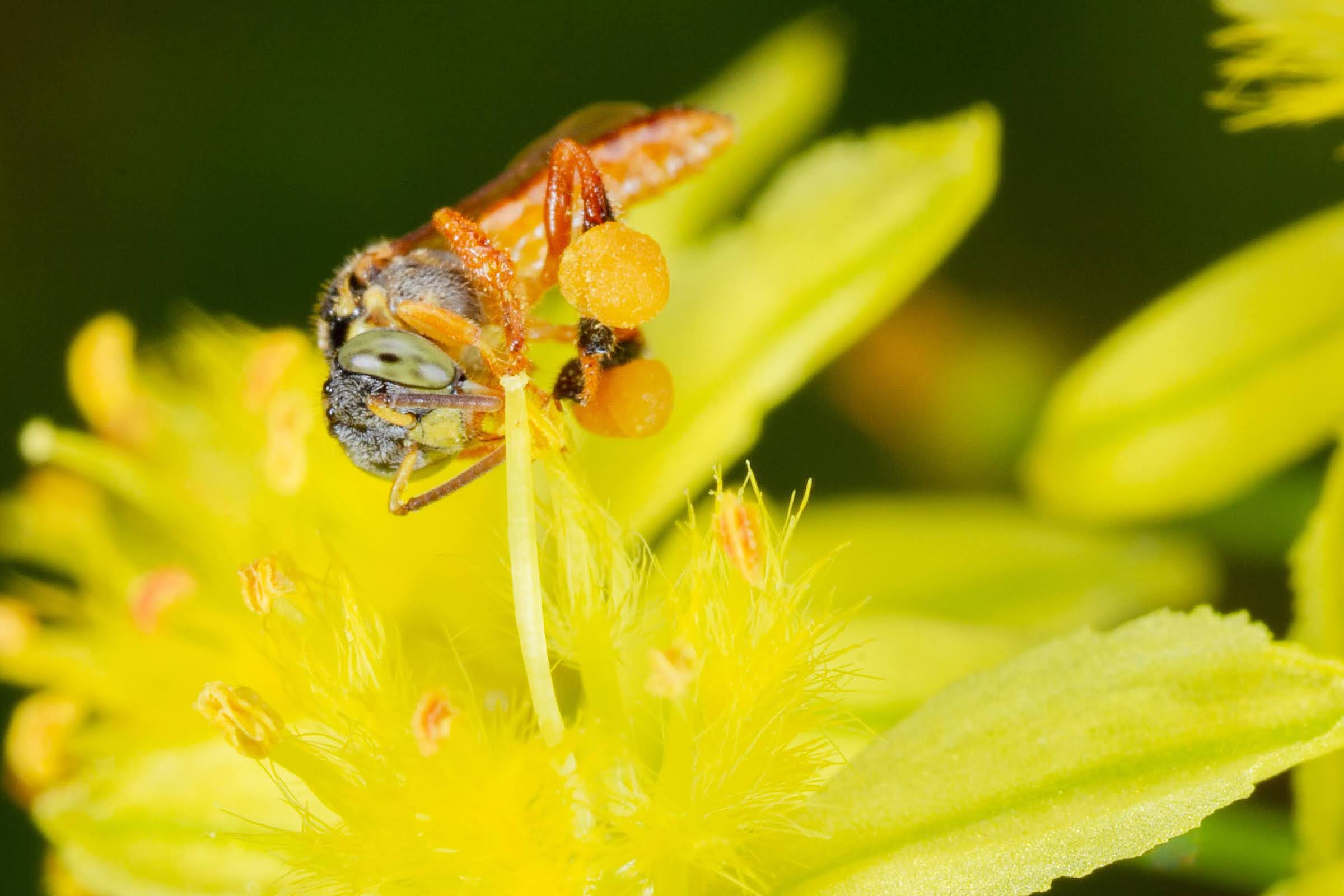 A jataí bee (Tetragonisca angustula) gathers pollen from a flower. The honey these bees produce is considered some of the purest and most valued honey in the world. Photograph by Sidney Cardoso