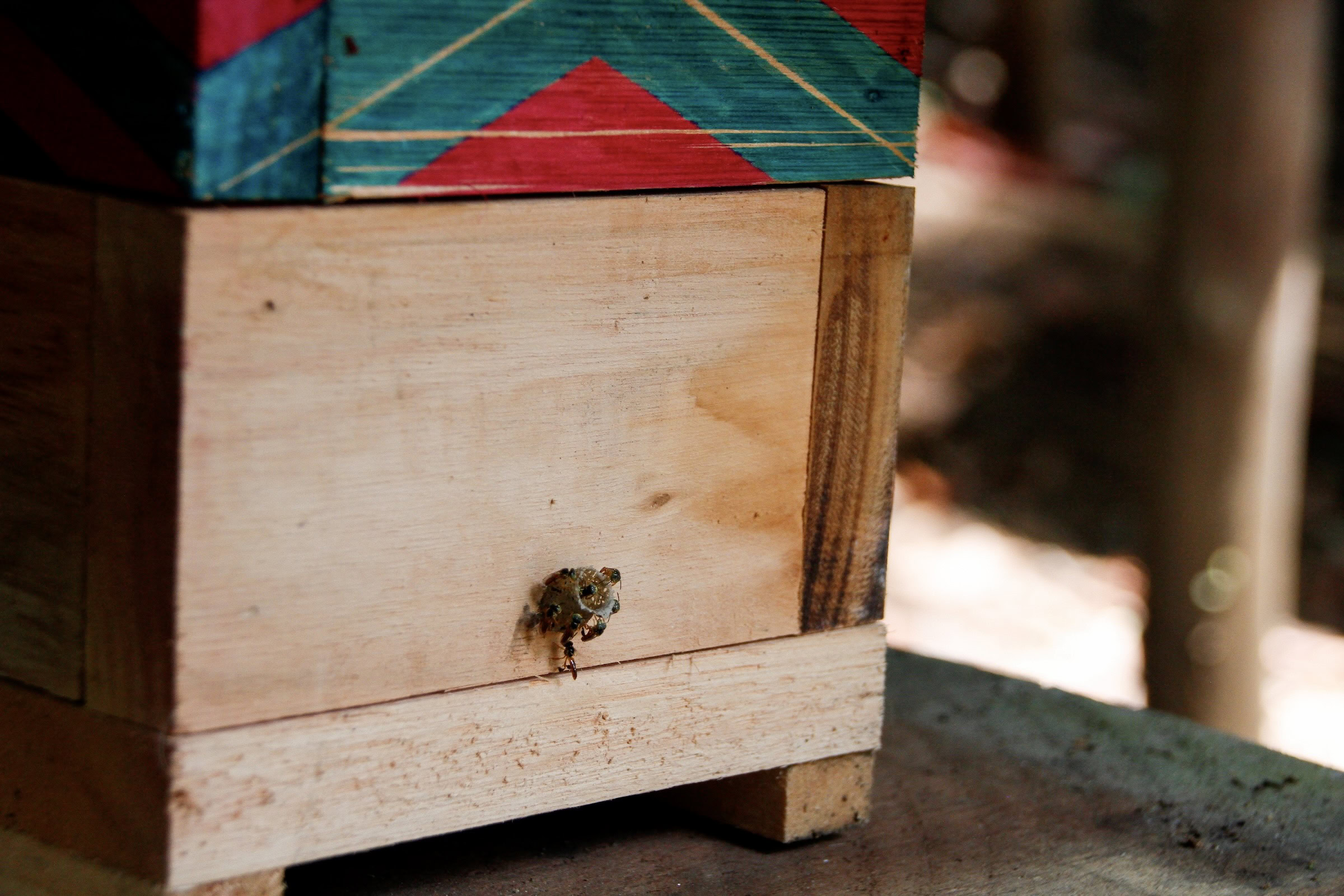 Jataí bees (Tetragonisca angustula) congregate around the wax entrance of their nest-box on the Jaraguá Indigenous Land, in the state of São Paulo. Photograph by Sofia Moutinho