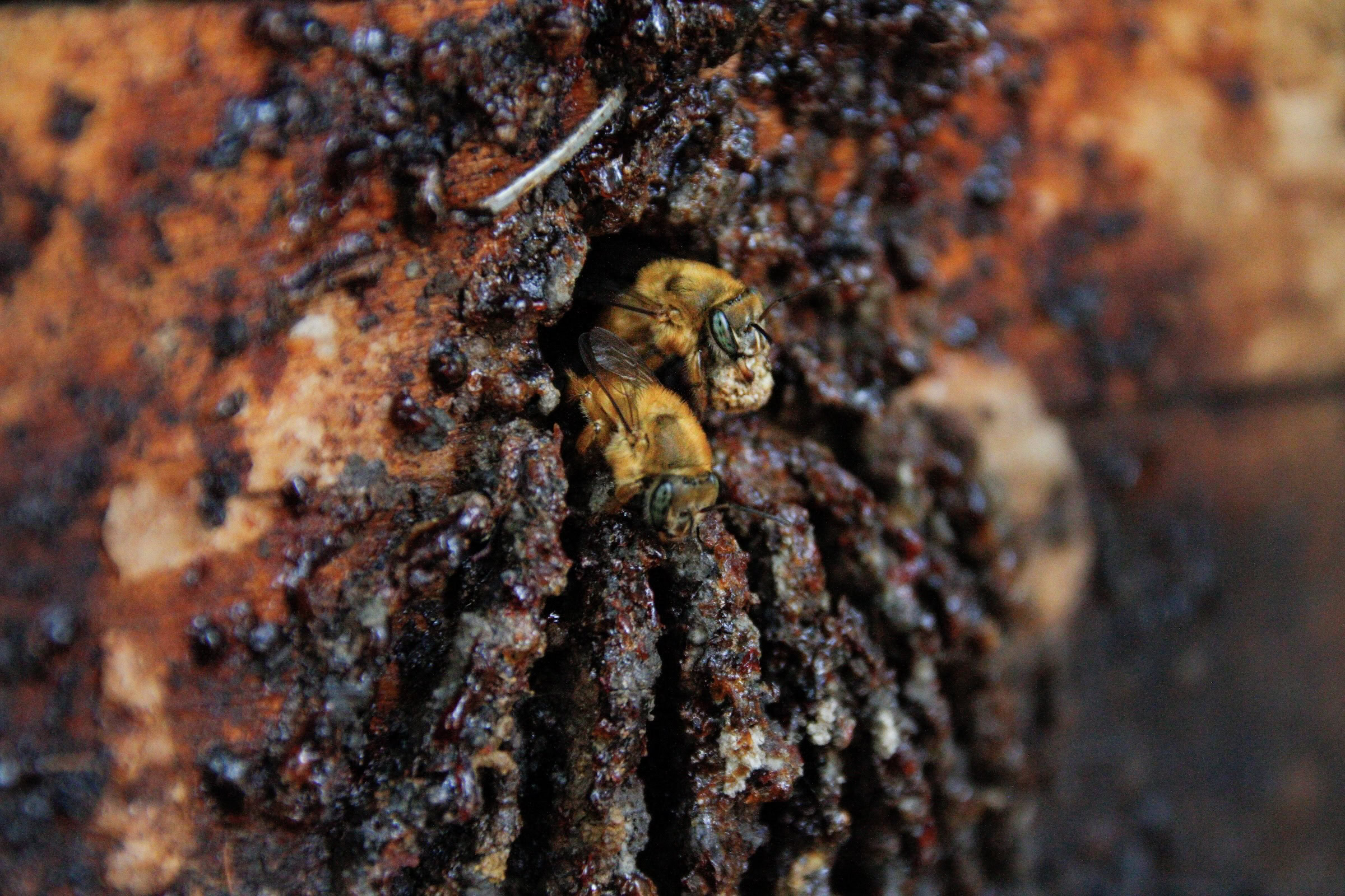 Uruçú amarela (Melipona mondury) congregate around the entrance of their nest box hive on the Jaraguá Indigenous Land, in the state of São Paulo. Photograph by Sofia Moutinho