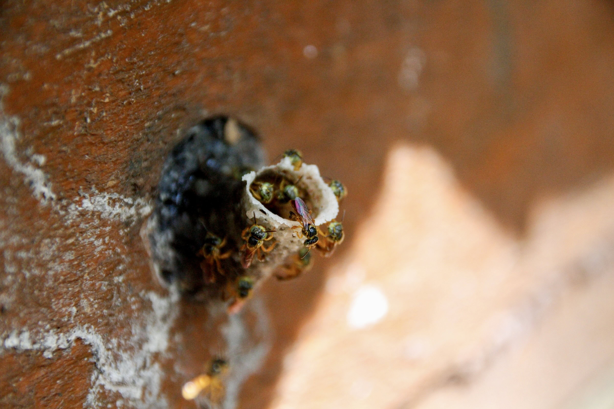 Jataí bees (Tetragonisca angustula) congregate around the entrance of a beehive housed inside a nest box on the Jaraguá Indigenous Land. Photograph by Sofia Moutinho
