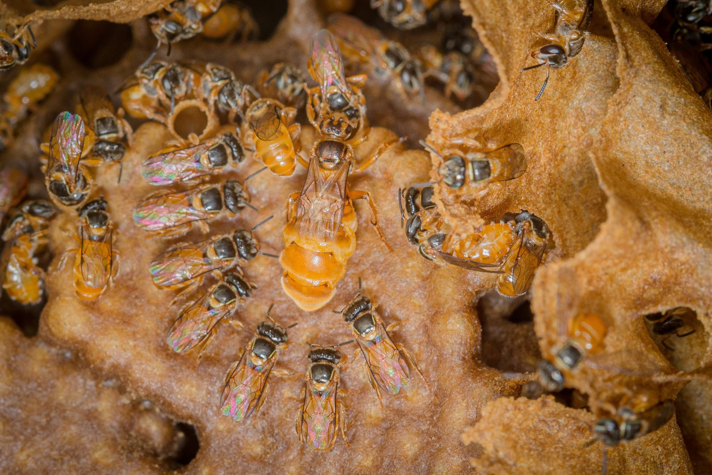 The workers of this tiny species, sometimes called baby bees or mosquito bees, measure only about 4mm in length. Photograph by Sidney Cardoso