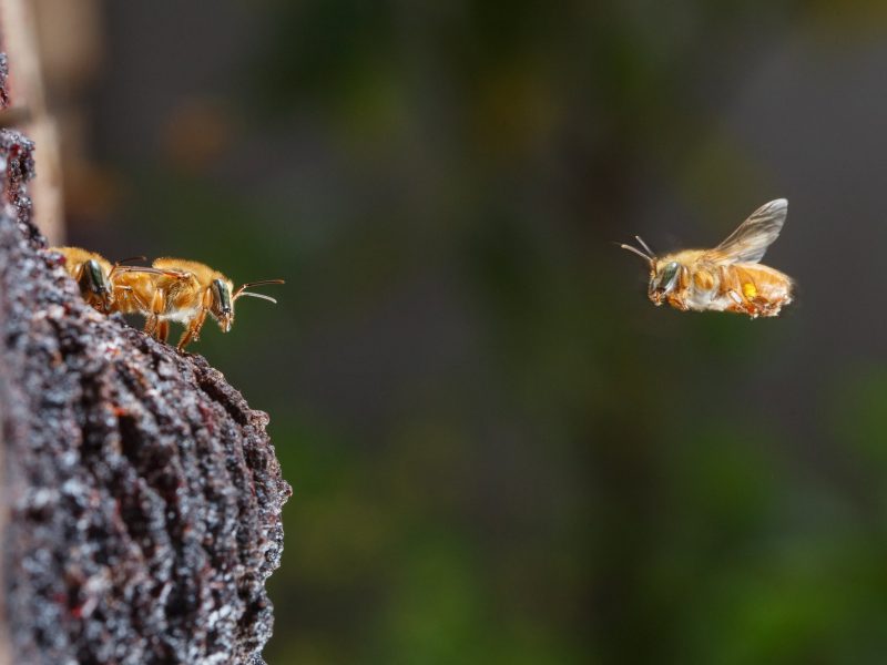 A worker of a native uruçu-amarela colony returns to the hive with pollen to help nourish the developing larvae inside. Photograph by Sidney Cardoso