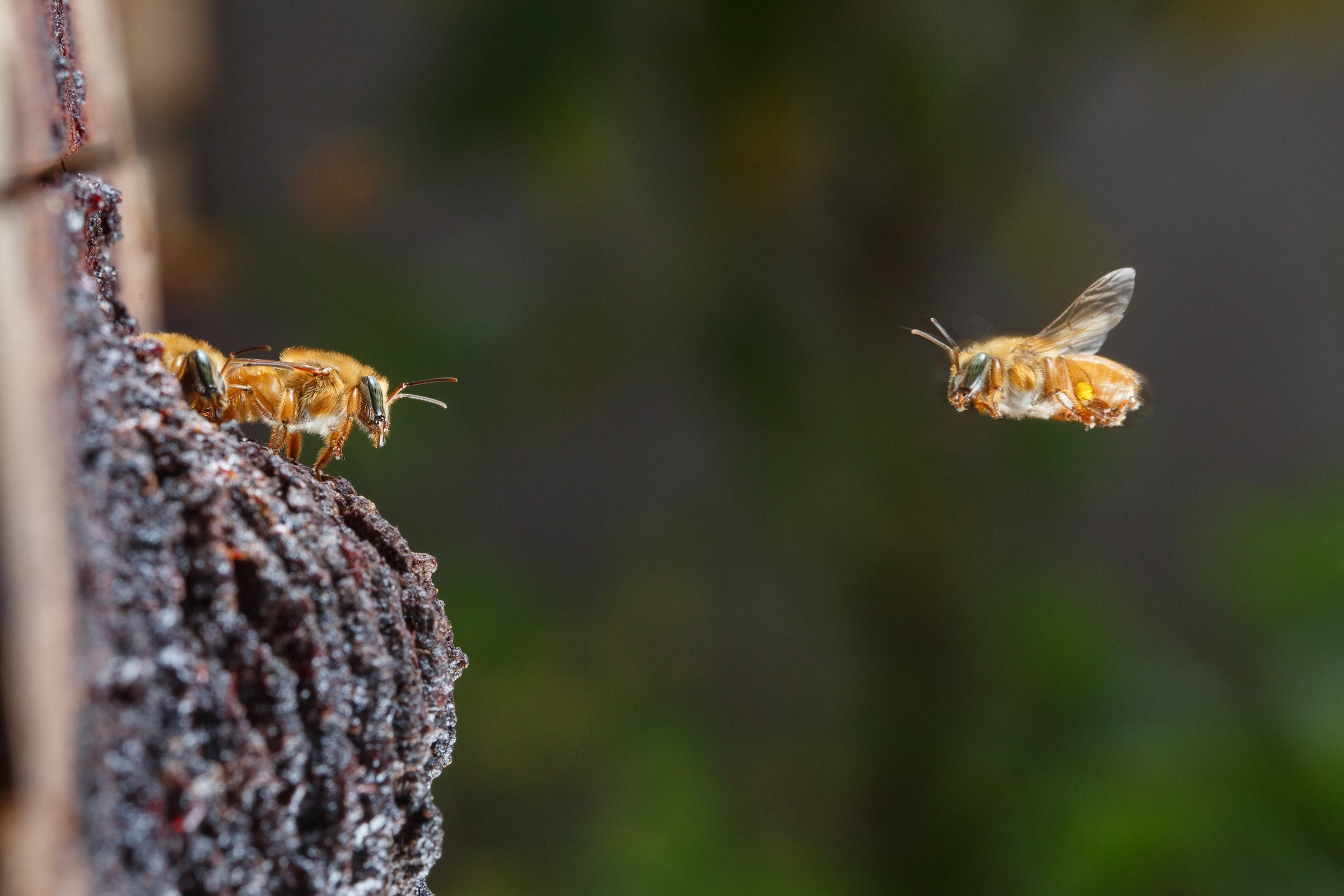 A worker of a native uruçu-amarela colony returns to the hive with pollen to help nourish the developing larvae inside. Photograph by Sidney Cardoso