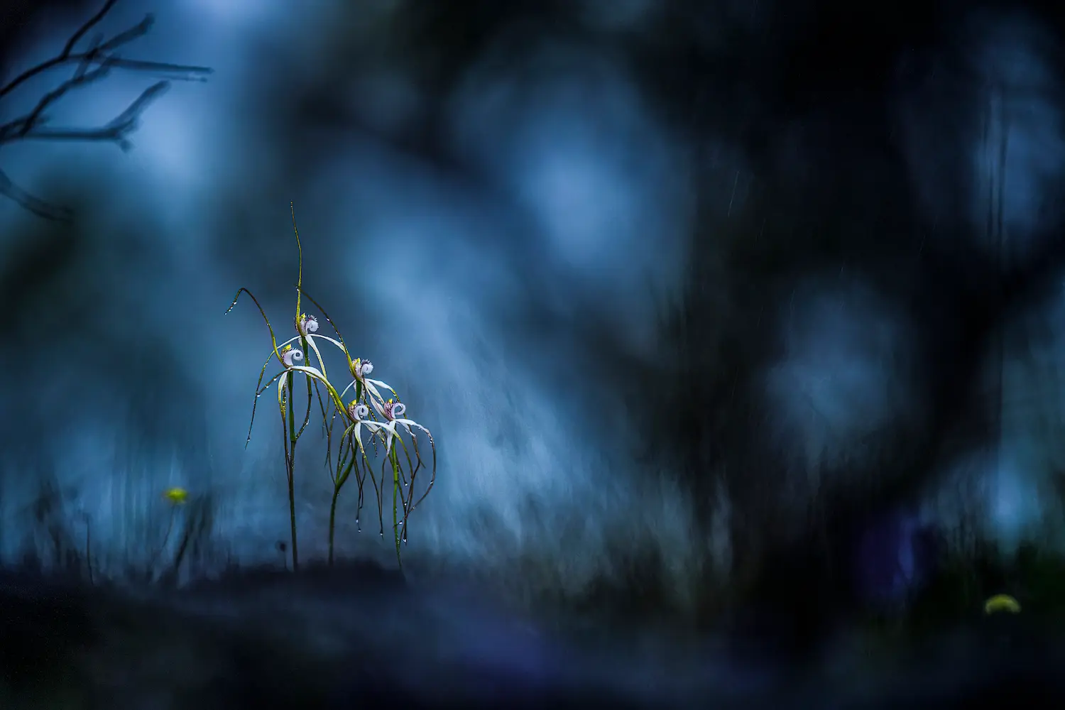Landscapes Finalist Georgina Steytler