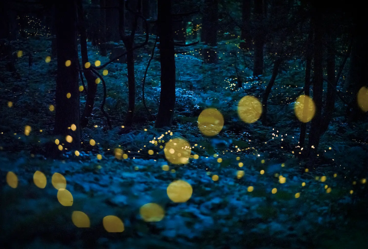 Art of Nature Winner Kazuaki Koseki