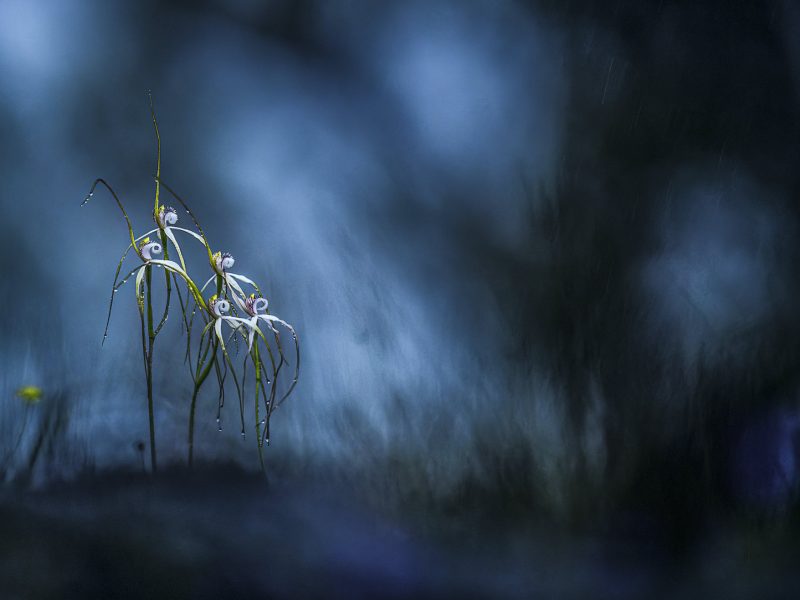 BigPicture Landscapes Finalist by Georgina Steytler