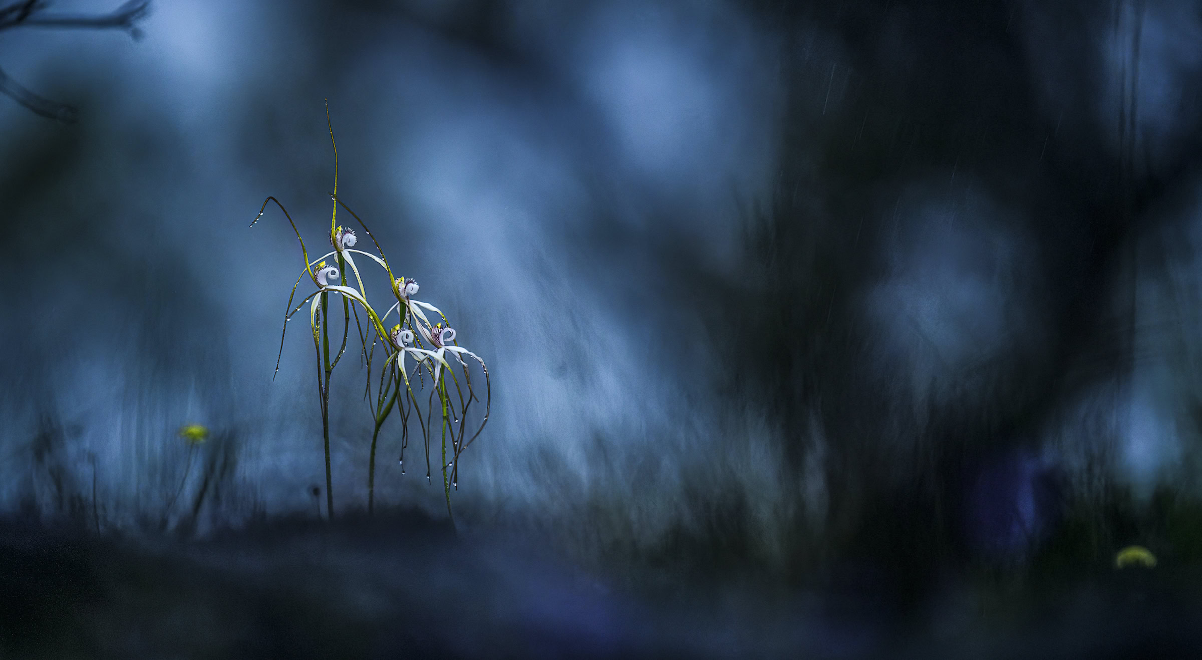 BigPicture Landscapes Finalist by Georgina Steytler
