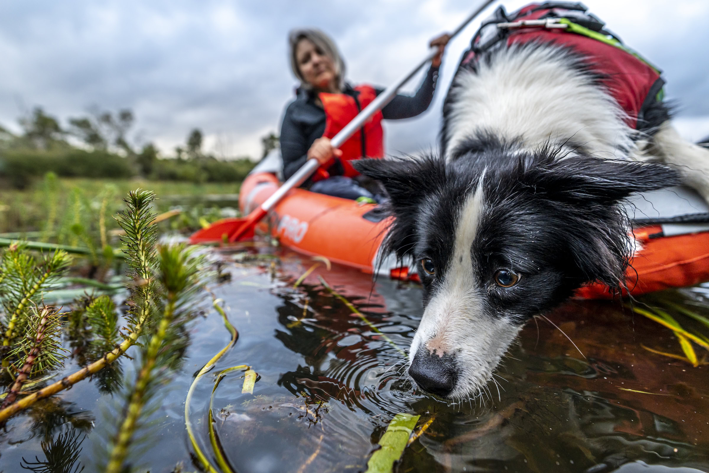 Dog handler from Skylos Ecology with conservation detector dog trained to sniff out invasive aquatic plants in Australia.